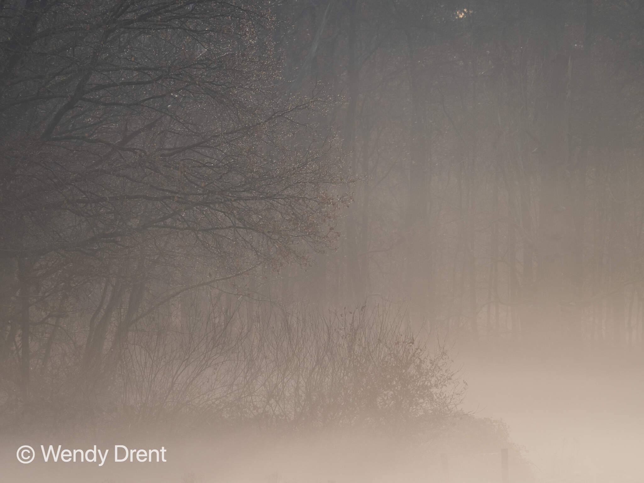 leudal, wendy drent, limburg, foggy morning, landscape, winter, autumn,  fog landscape, trees, landscape photographer, naturephotography, landscapephotography