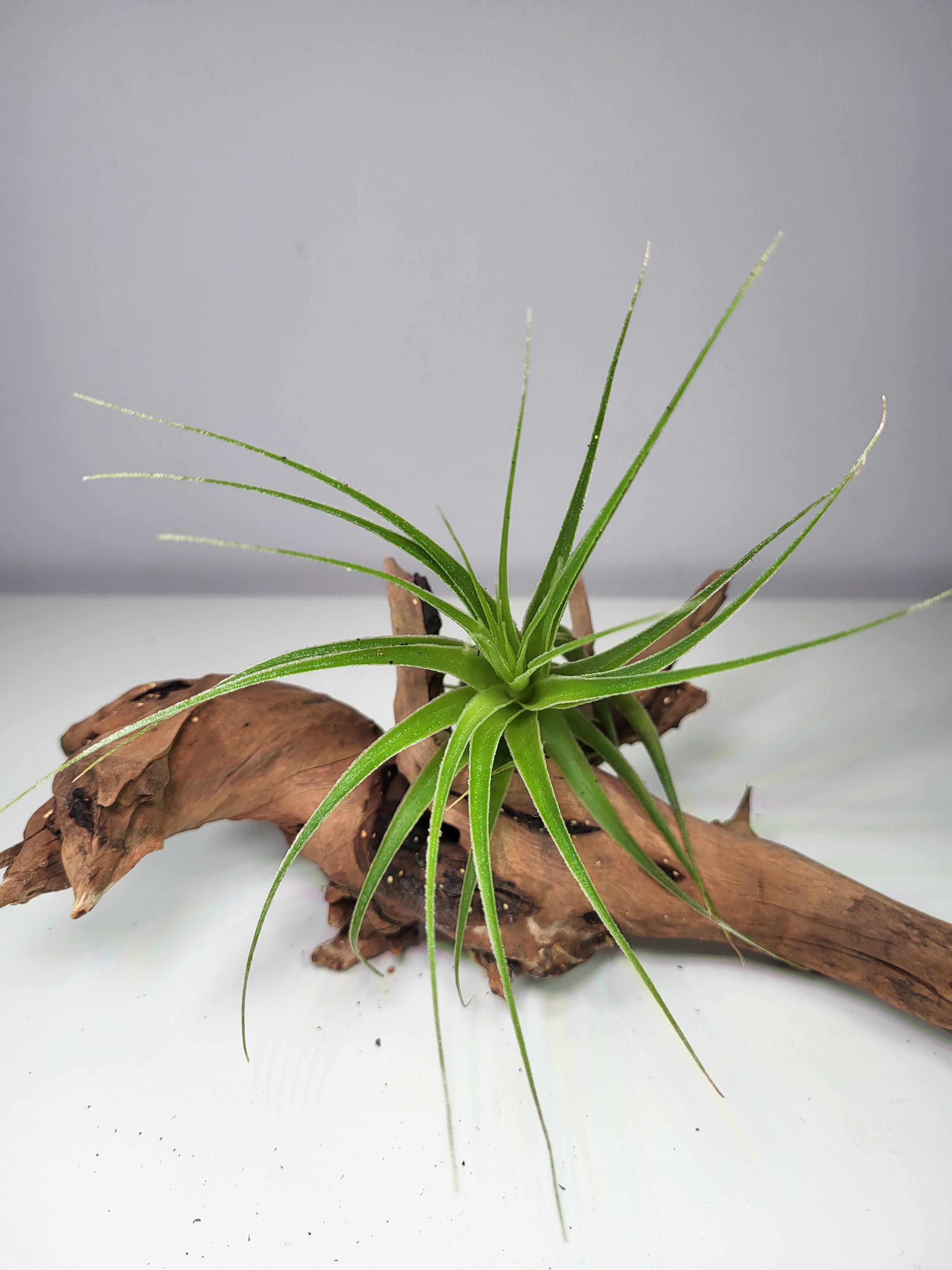 Tillandisia gardnerii