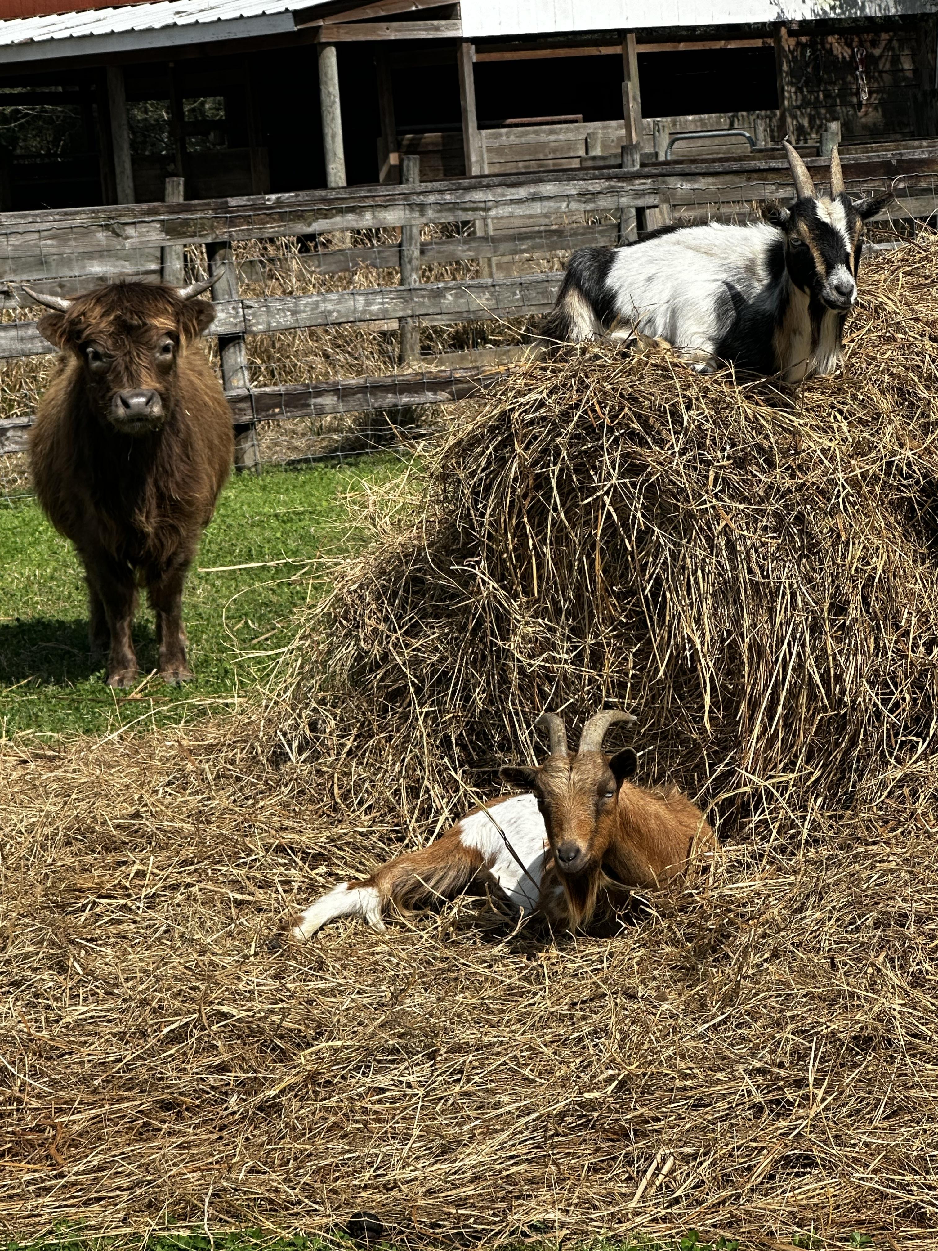 Home [eclecticacresfarm.com]
