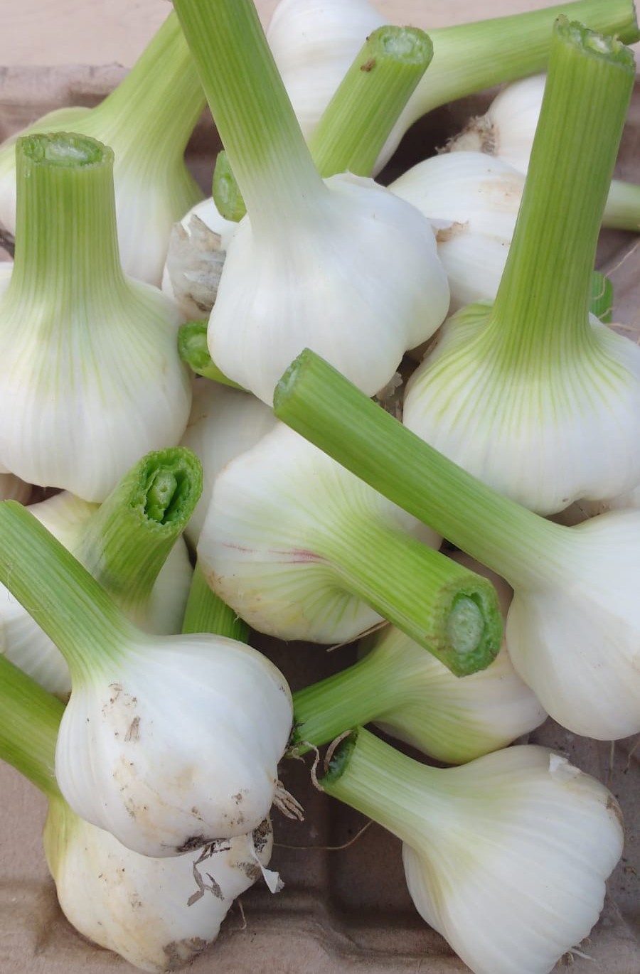 Garlic bulbs for eating  ! Fresh green garlic available end May ! pre-order now