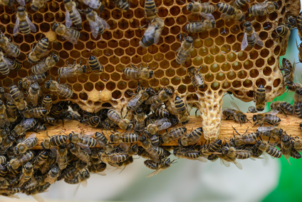 BASICs der Wesensgemäße Bienenhaltung - Online-Kurs