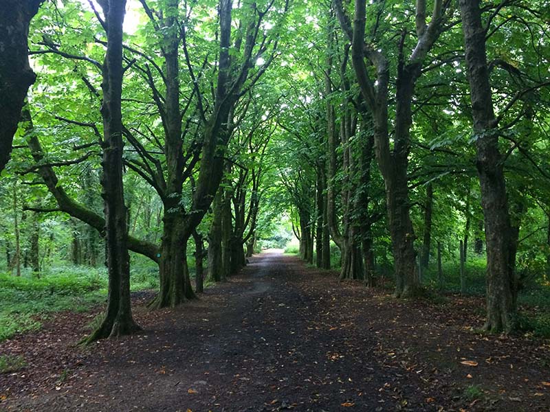 Courtown Woods