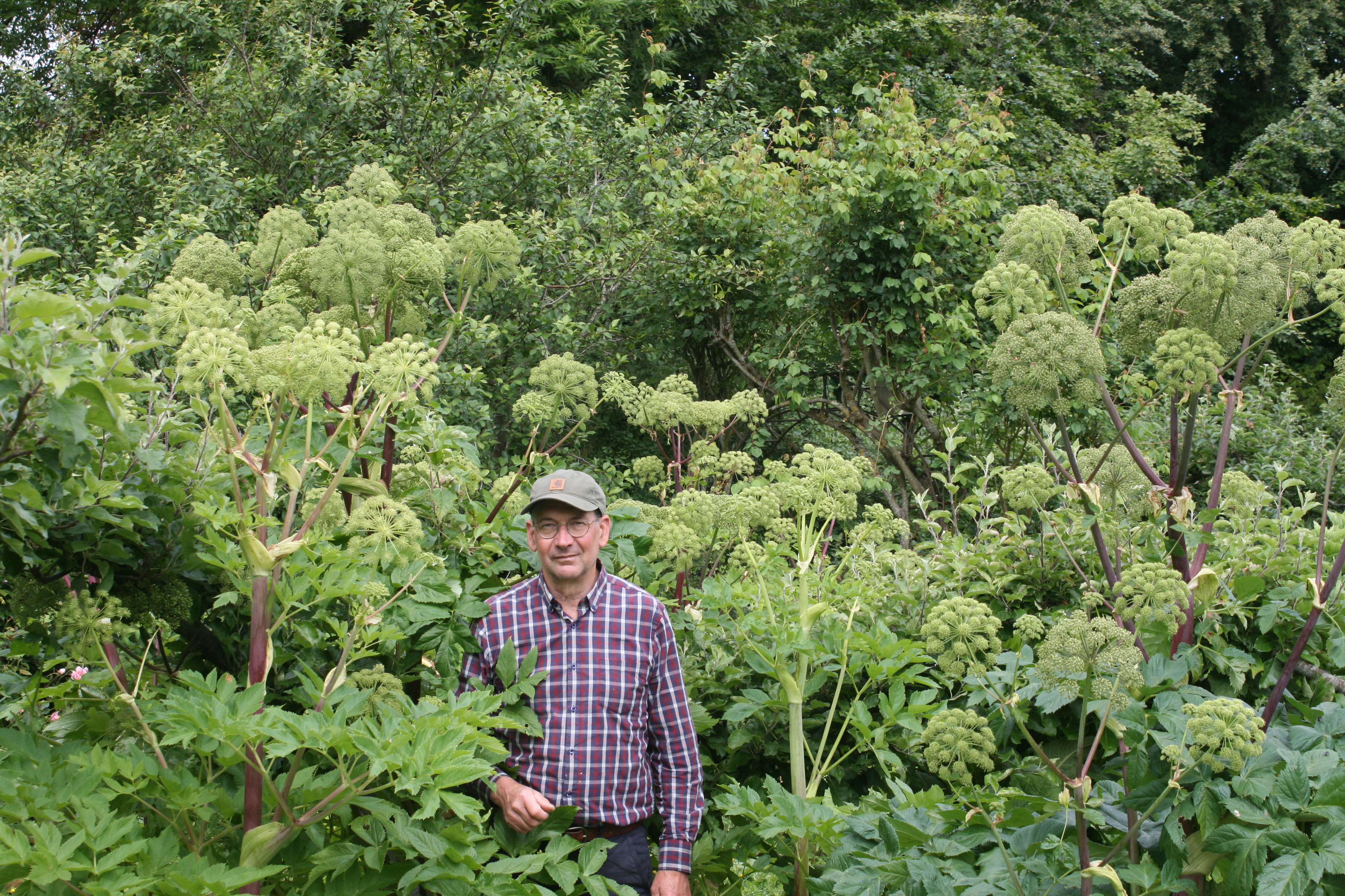 Angelica is a very good plant for mining bees