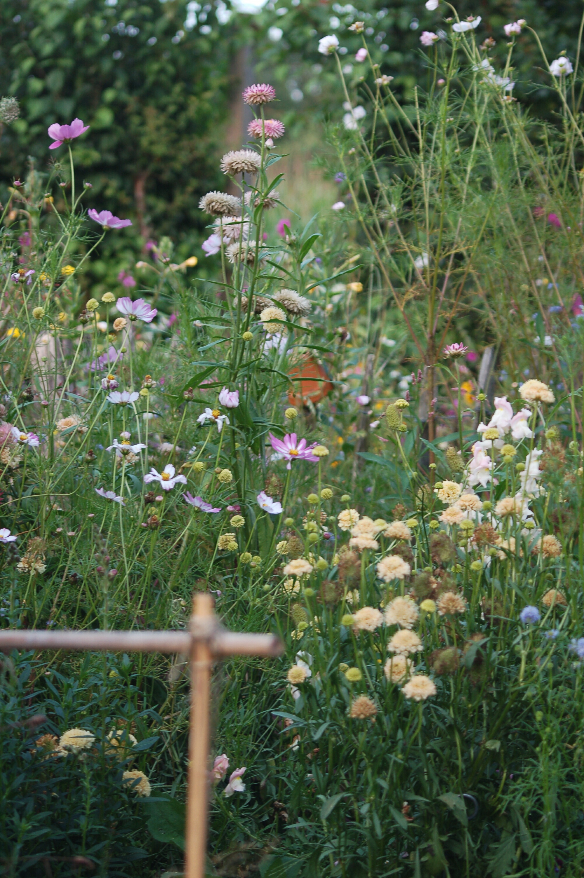 Scabiosa atropurpurea 'Fata Morgana' - duifkruid NIEUW