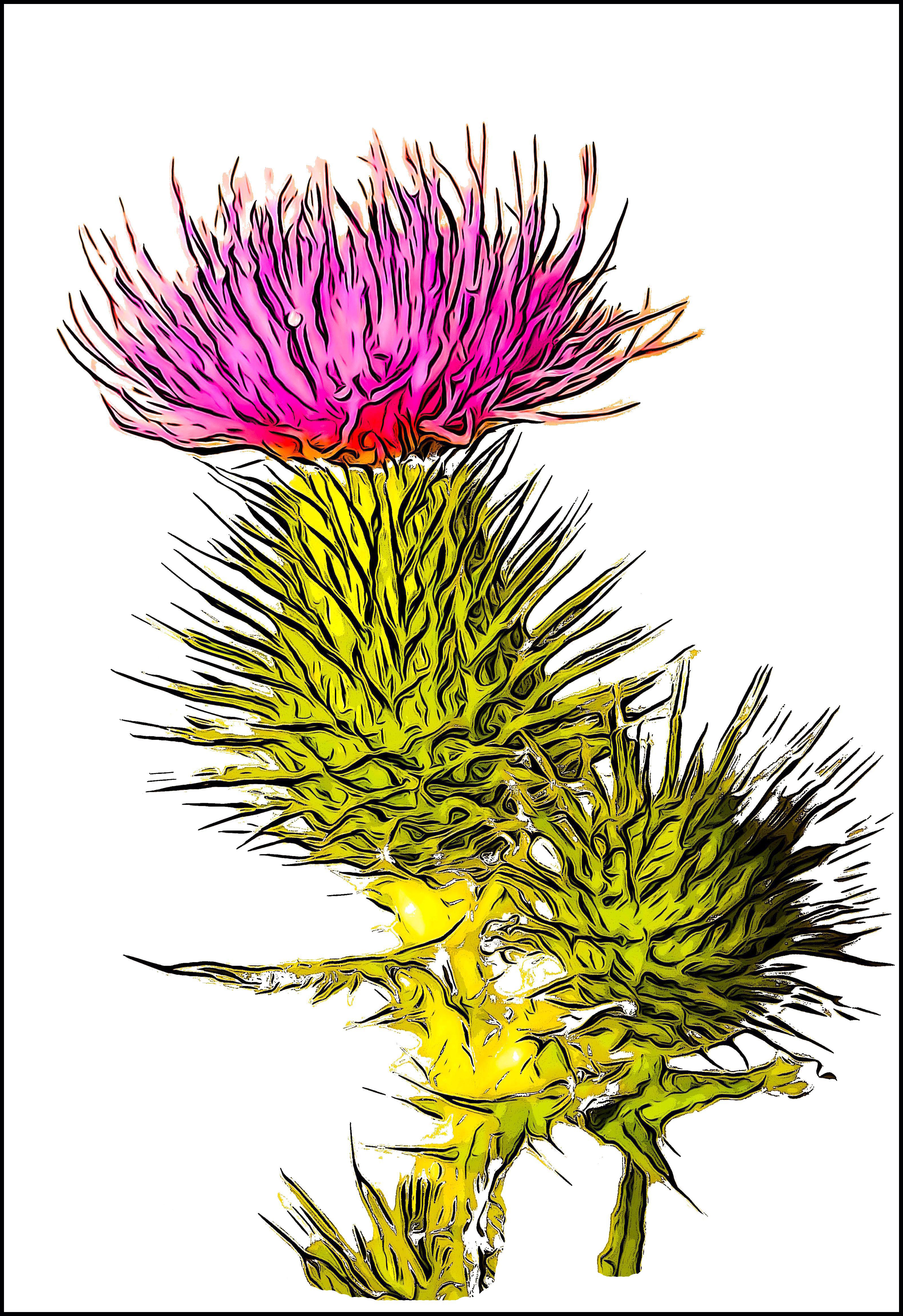 Thistle