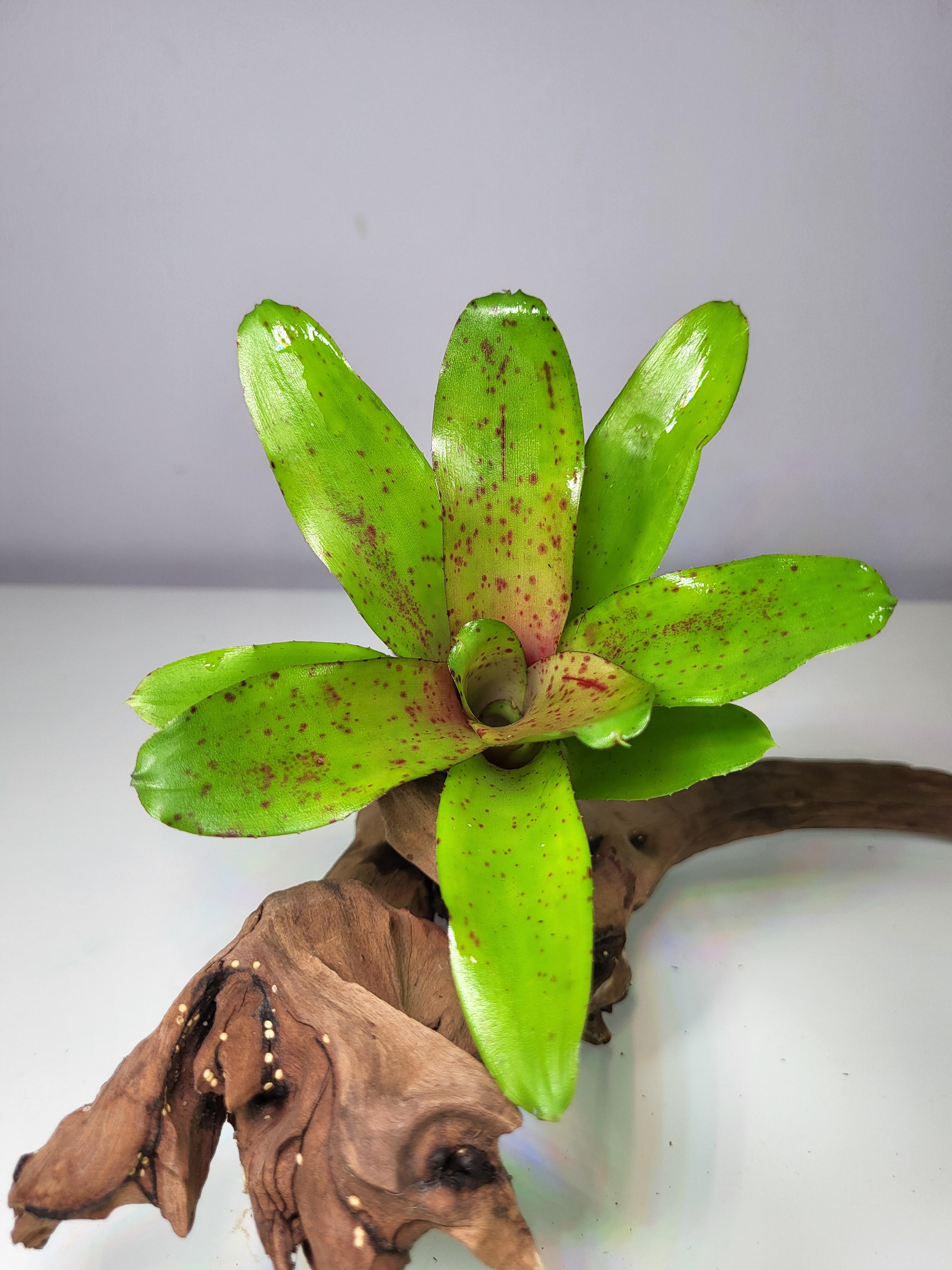 Neoregelia herlacea