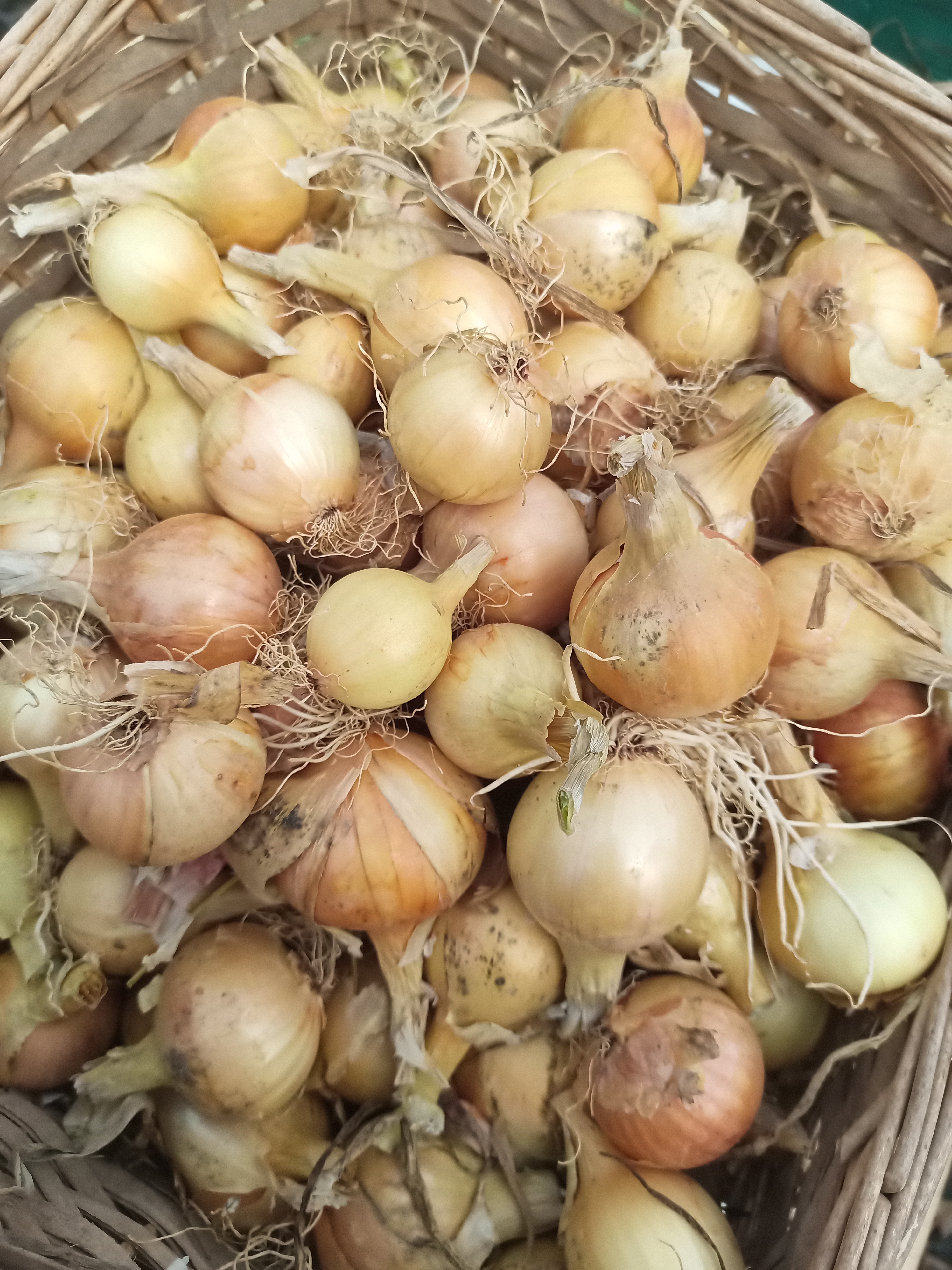 SPECIAL OFFER ! 10kg box Santerro onions ....see description