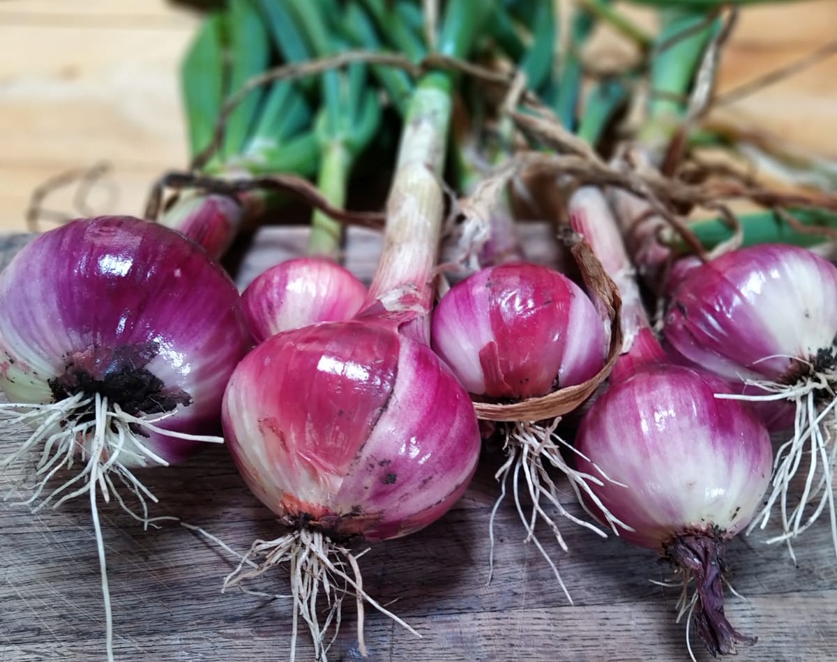 Roscoff style onions !