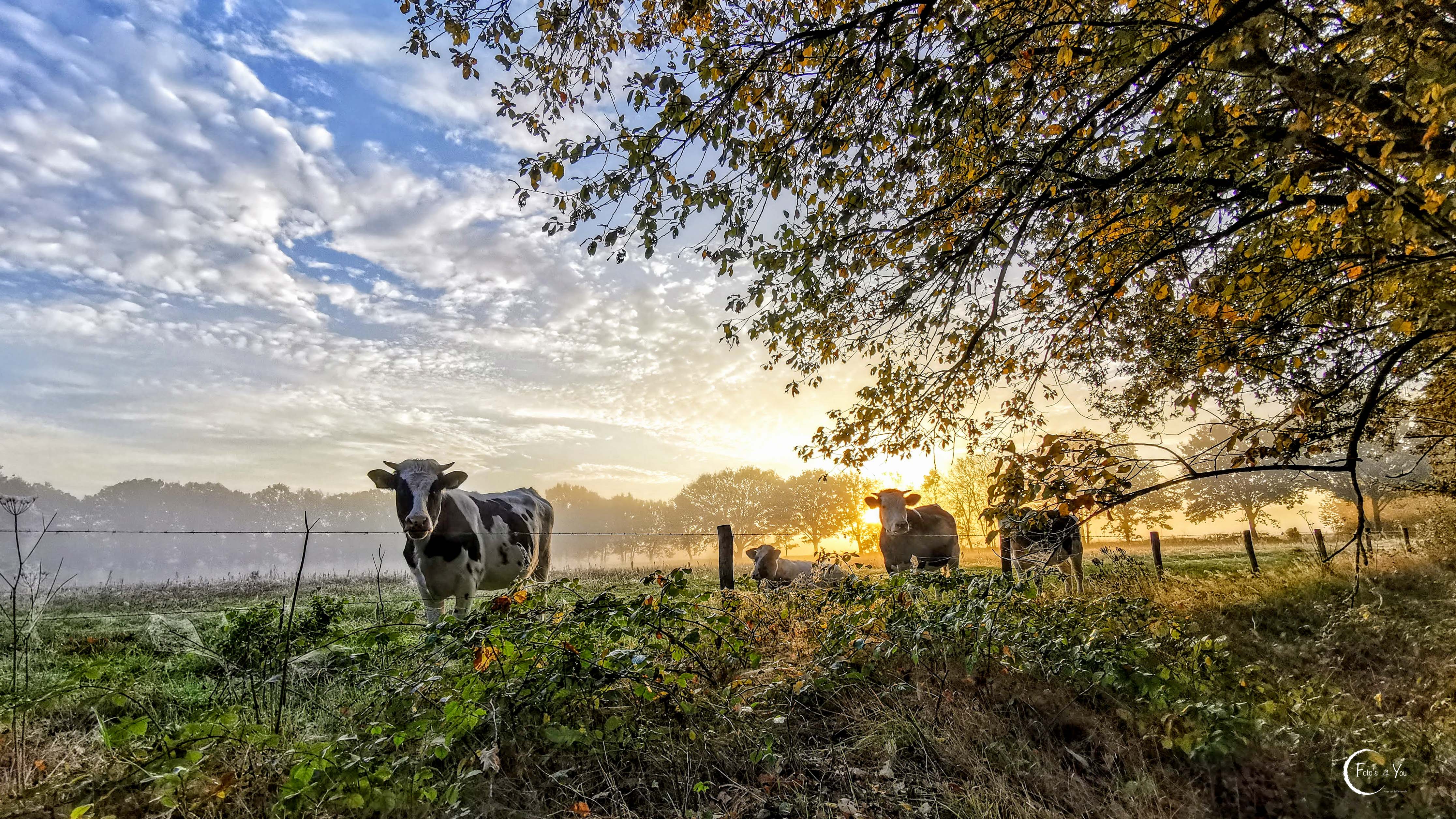 Hollands koeien bij mooie zonsopkomst