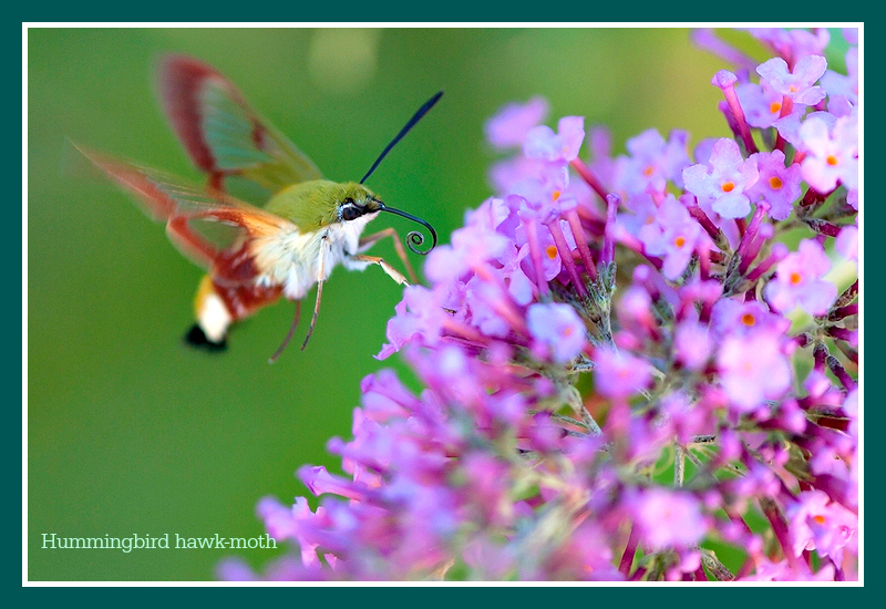 contact3 hummingbird hawkmothjpg