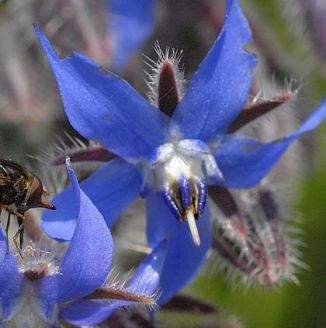 Borago officinalis L. Borage Seed oil