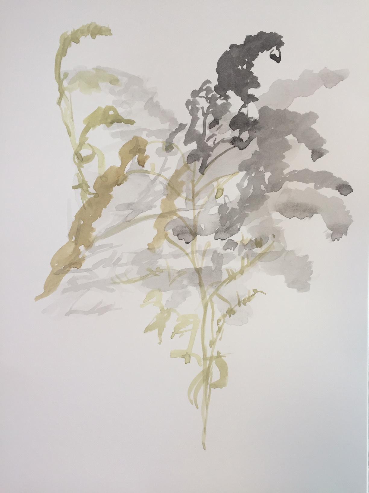 Watercolour on Botanical Paper, 25 x 35.5cm  £100