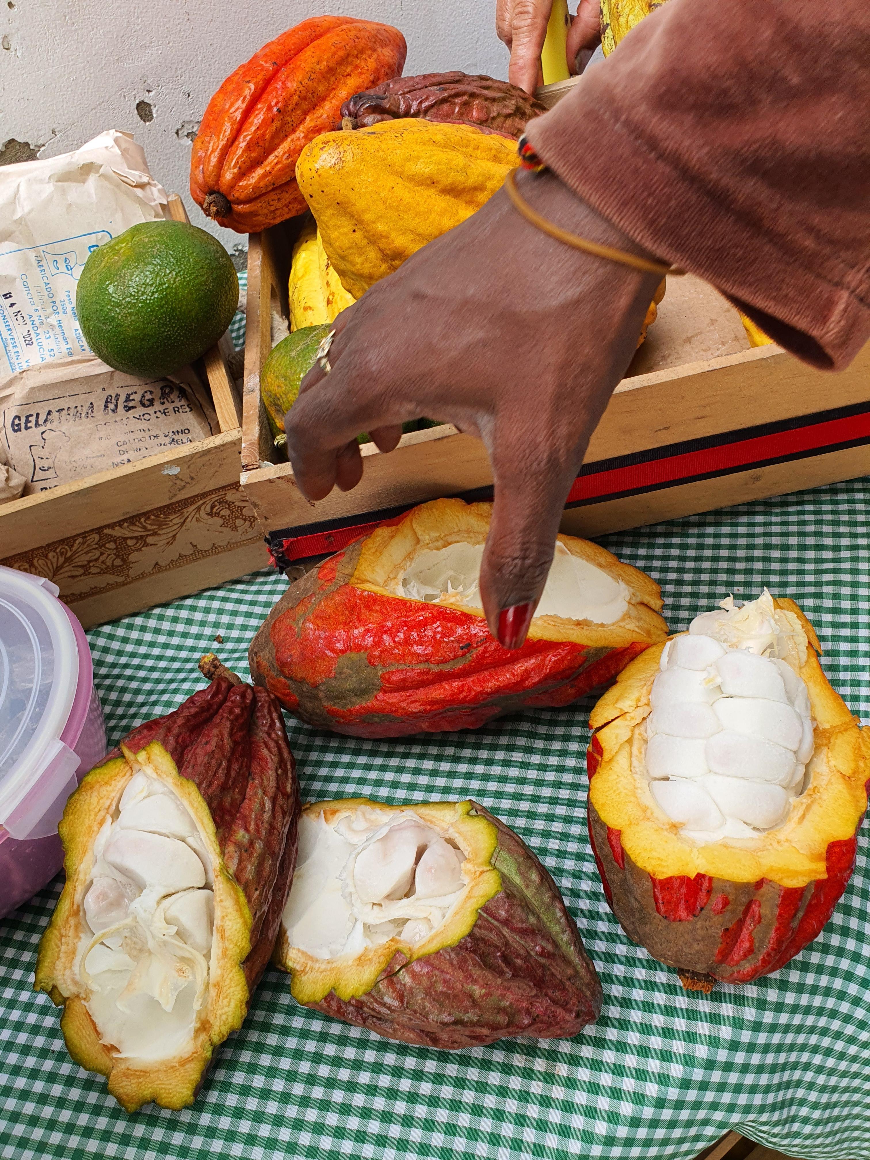 Degustieren der Kakaobohnen - eine verführerische Geschmackswelt öffnet sich