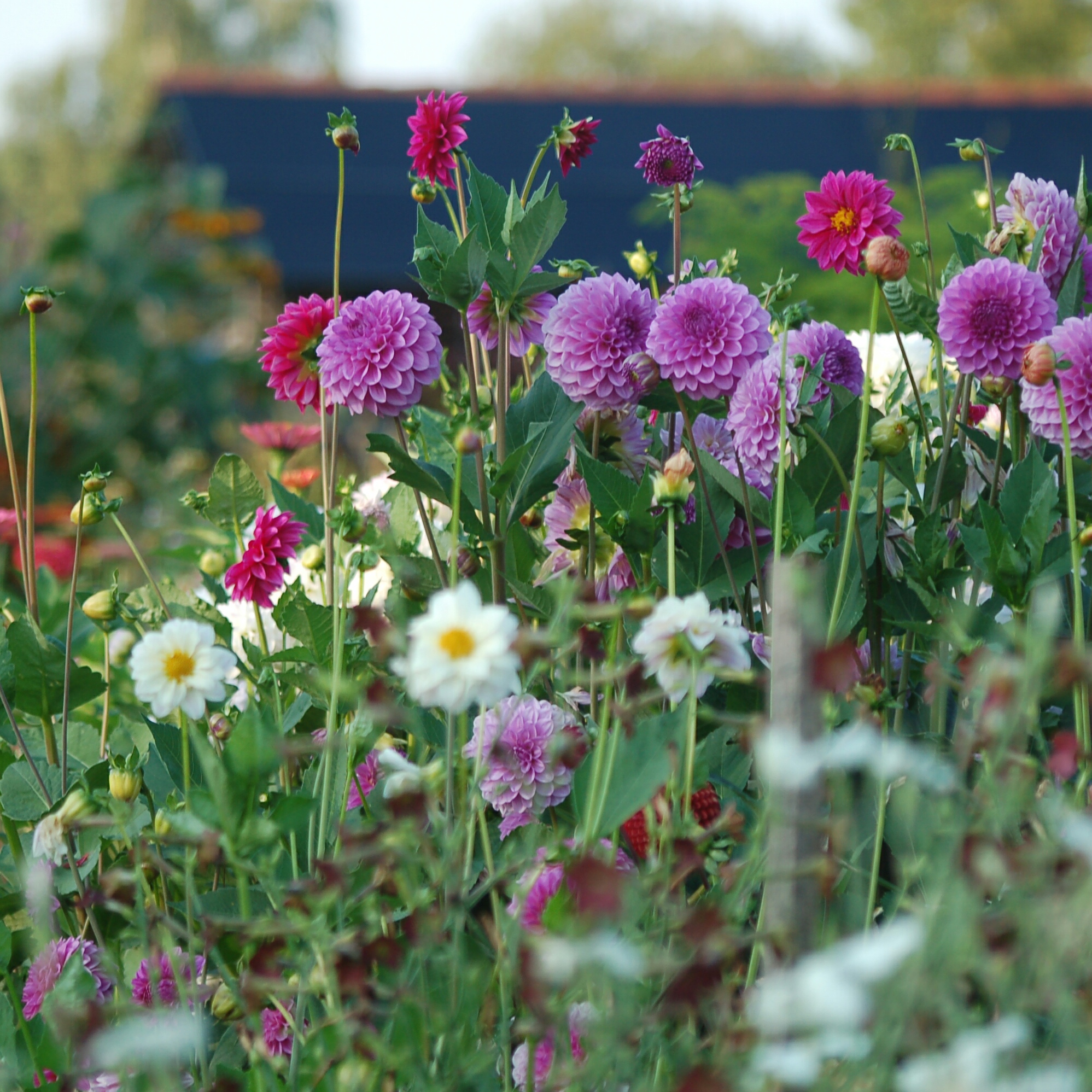 Dahlia zaden NIEUW