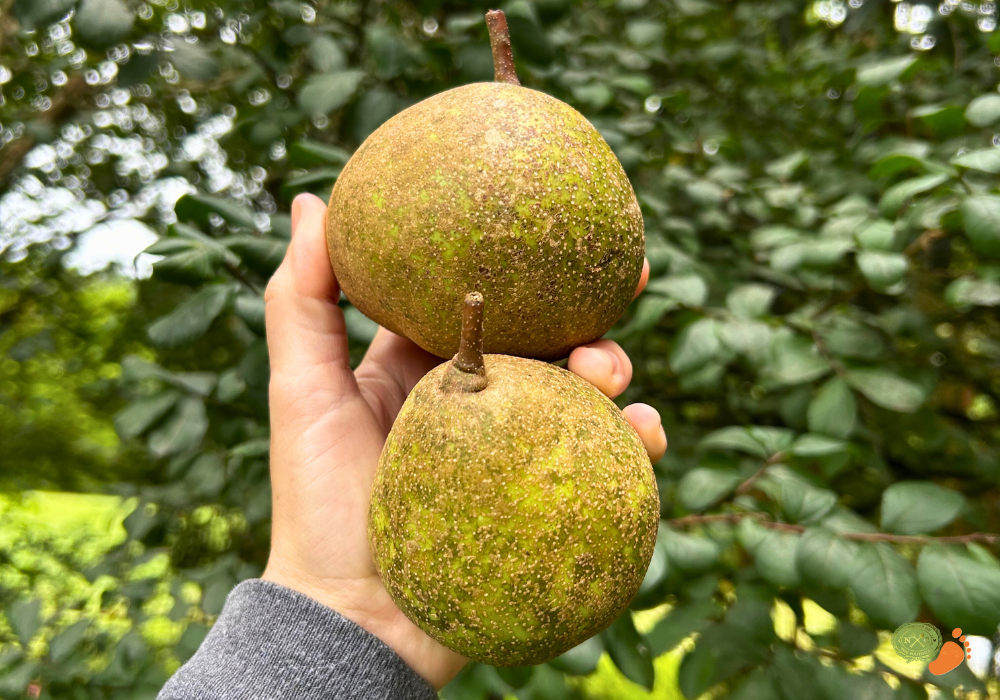 ncff asian pears blogpng