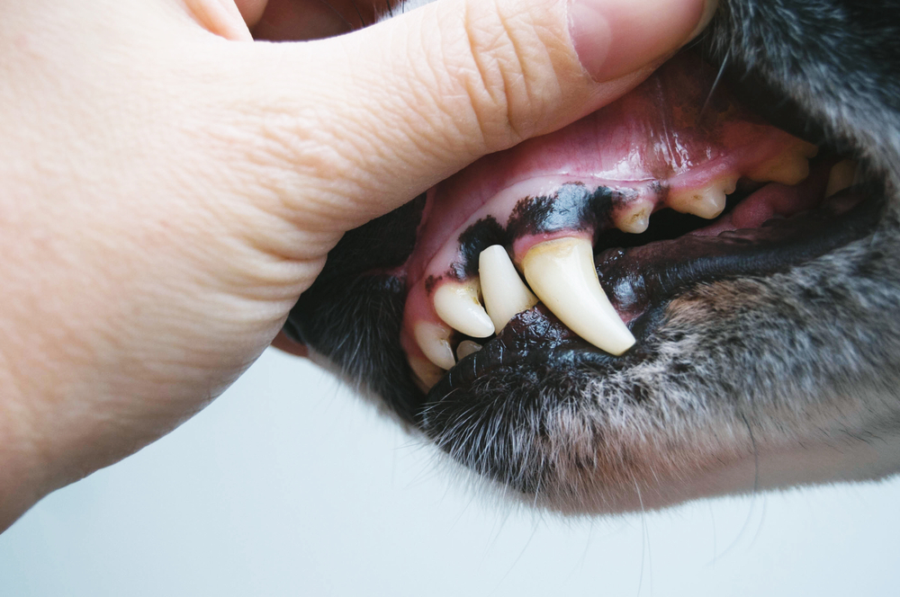 Dental disease in dogs and cats
