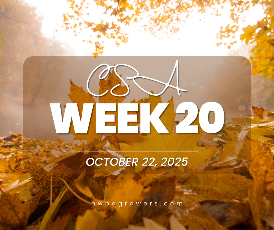 2025 CSA Week 20
