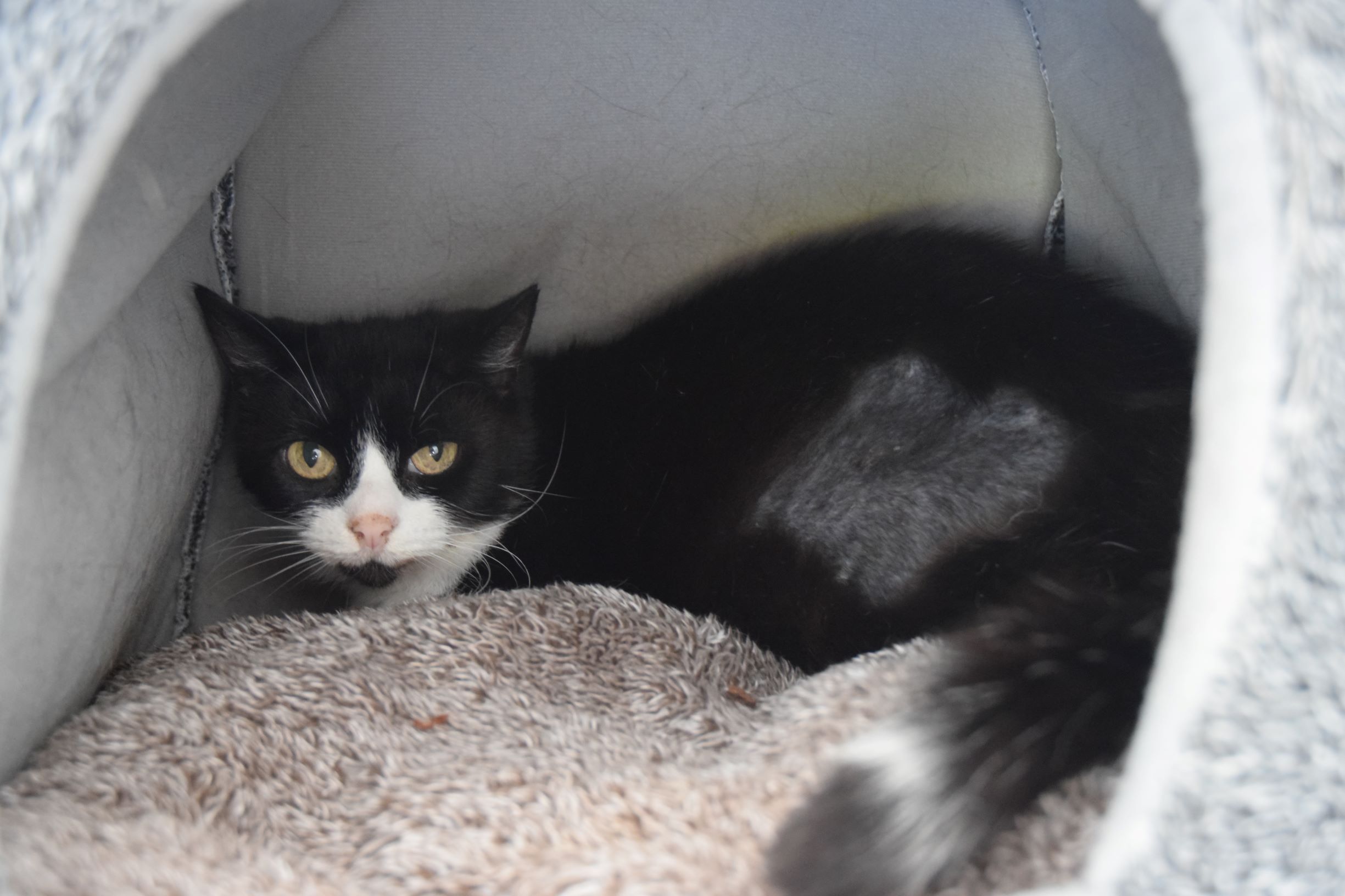 RSPCA Worcester Cats Animal Welfare Animal Cruelty Animal Charity