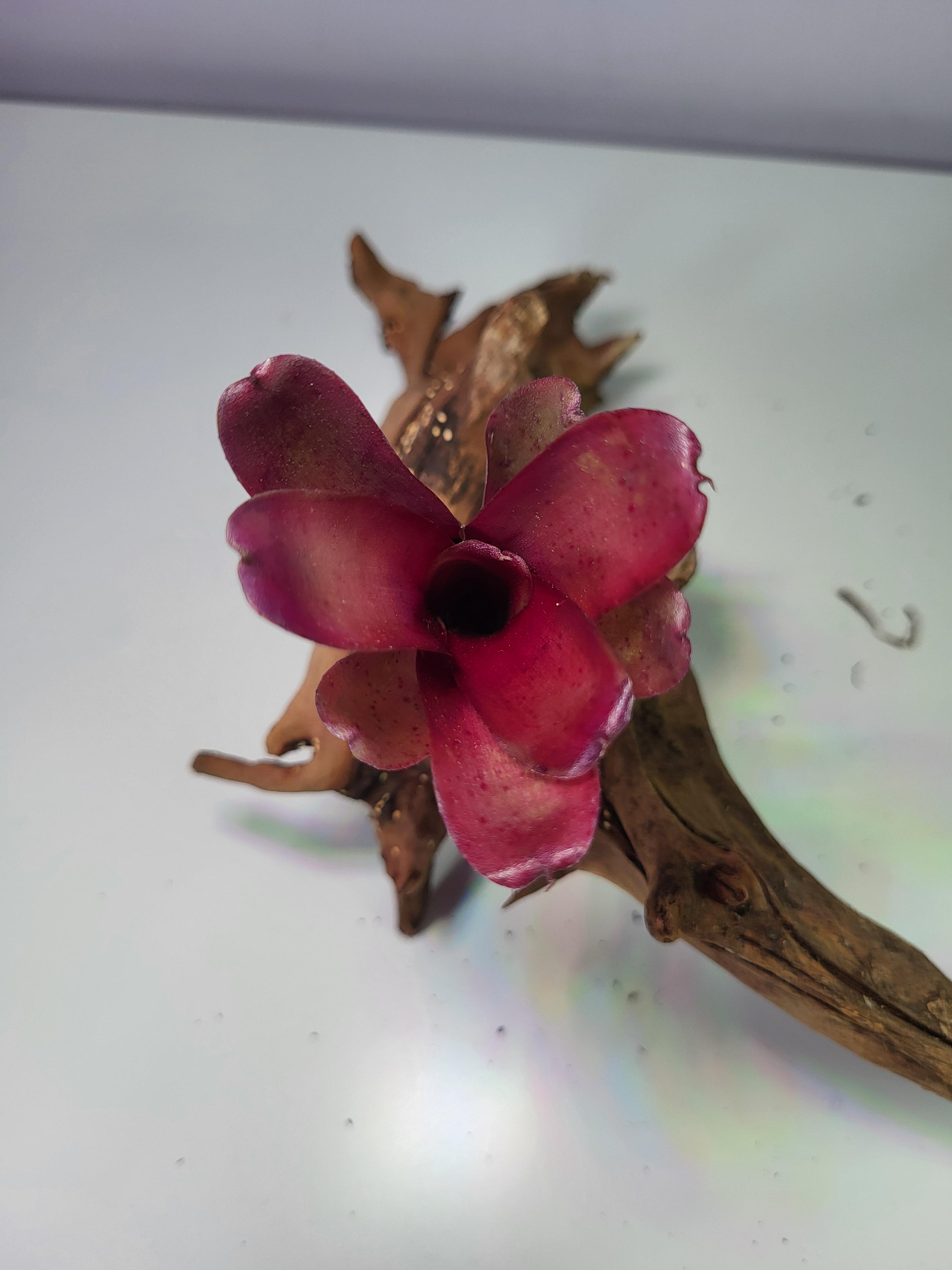 Neoregelia Mephisto