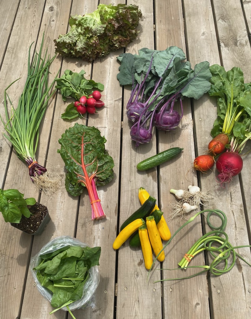 Rainbow Chard, Kohlrabi, Golden Beets, Zucchini, Spinach, Green Garlic & Scapes, Purple Spring Onion