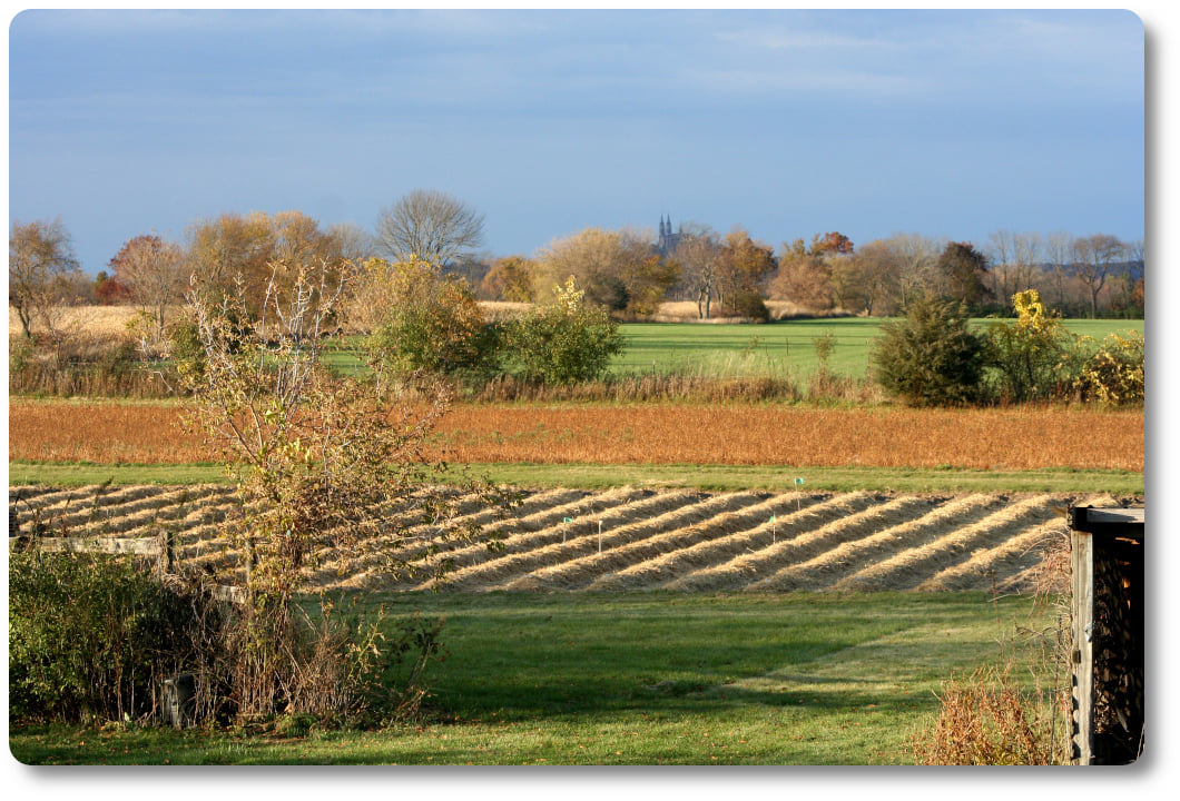 Copper Kettle Gourmet Garlic
