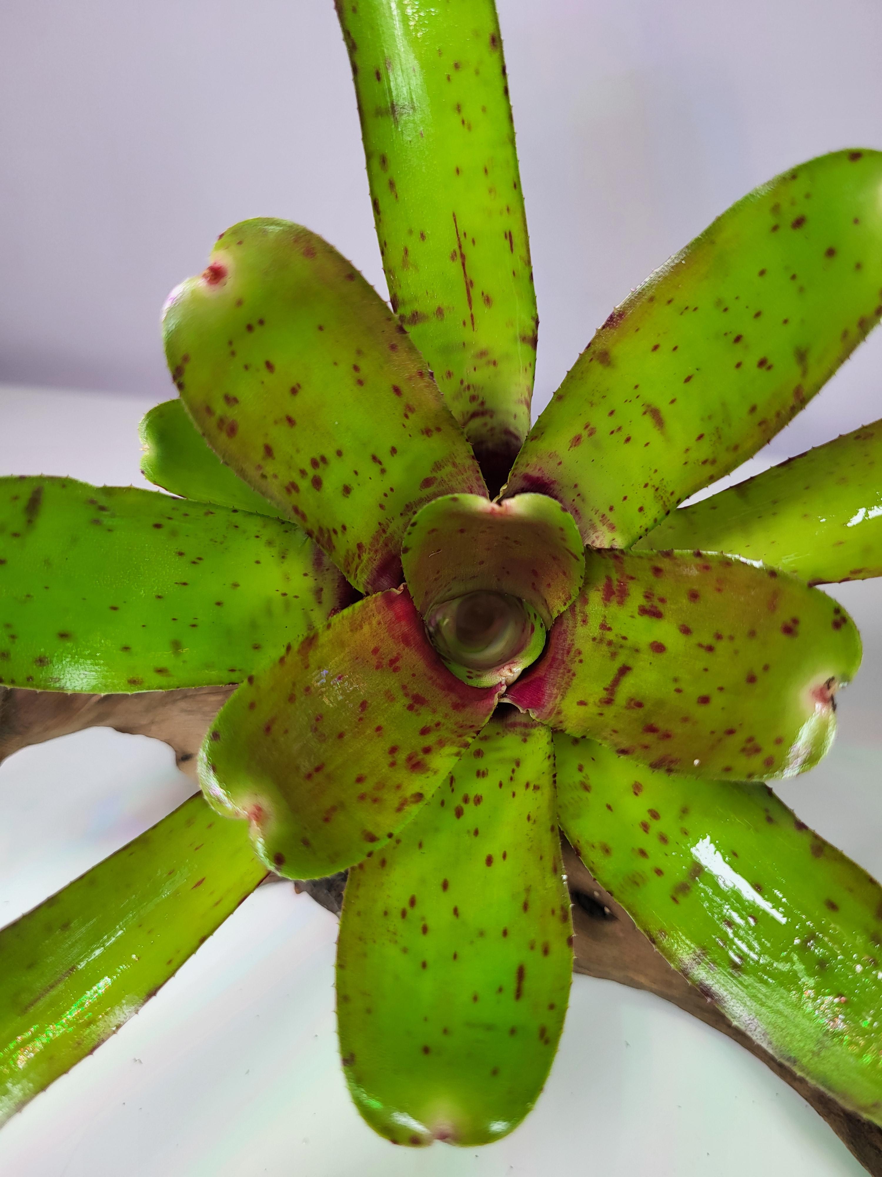 Neoregelia rubrifolia hybride compacta