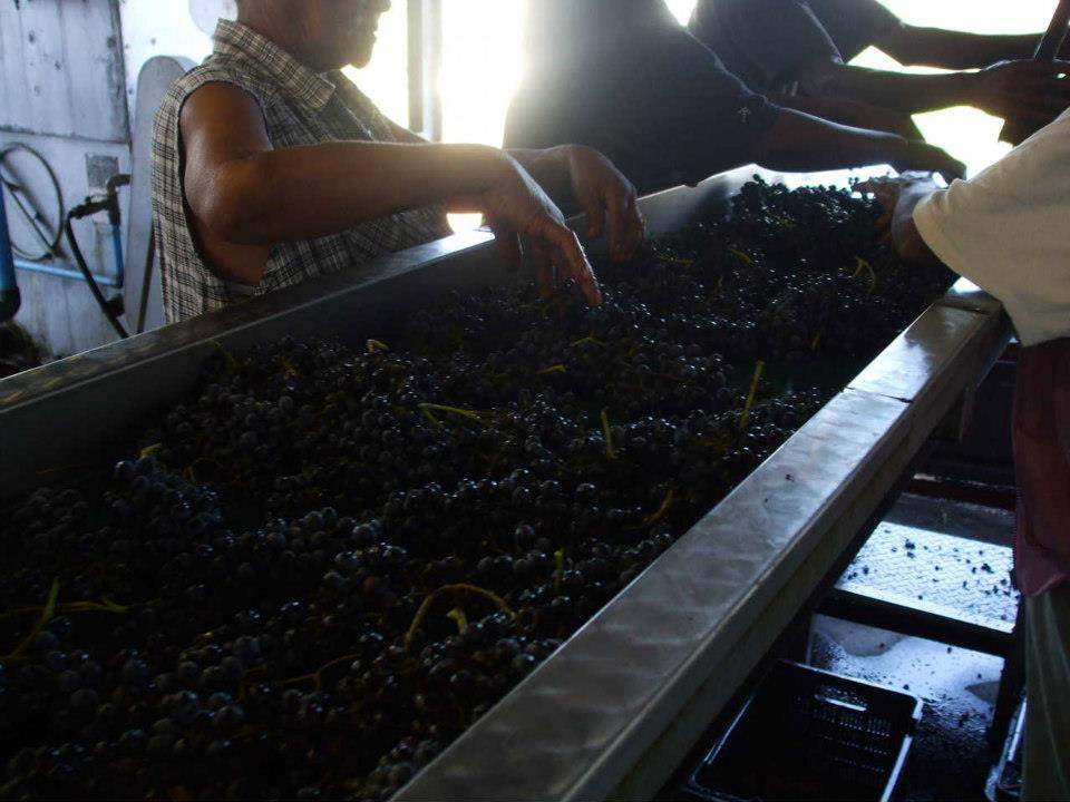 The grapes are sorted by hand to remove underdeveloped or damaged grapes
