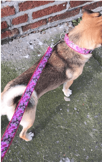 Sunny The Puggle Out For Walkies in New Hand Made Dog Collar & Lead Set