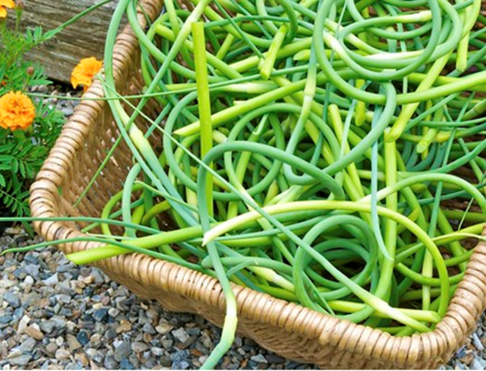 10 Things to do with Garlic Scapes