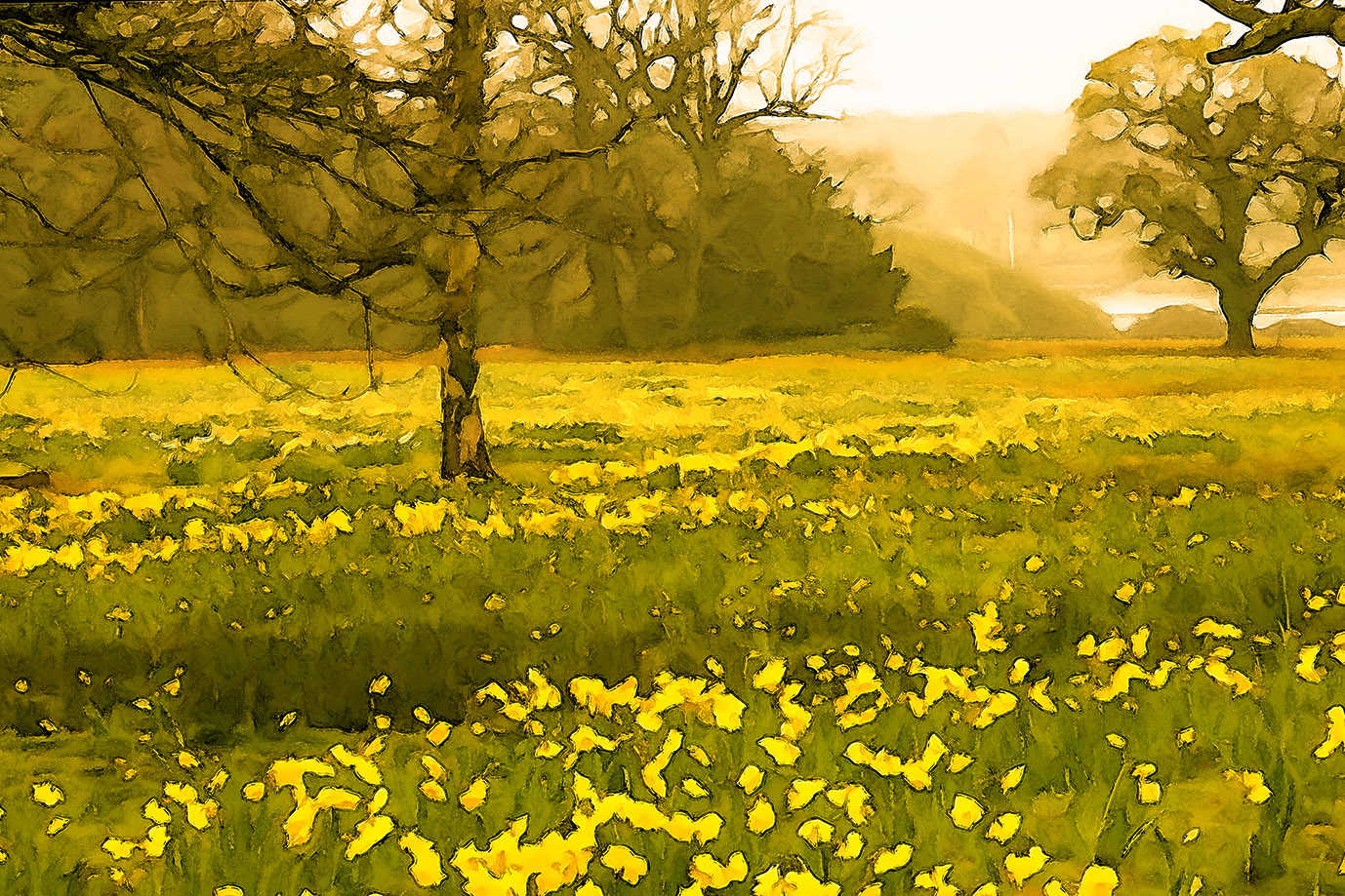 Daffodil Meadow, Exbury Gardens