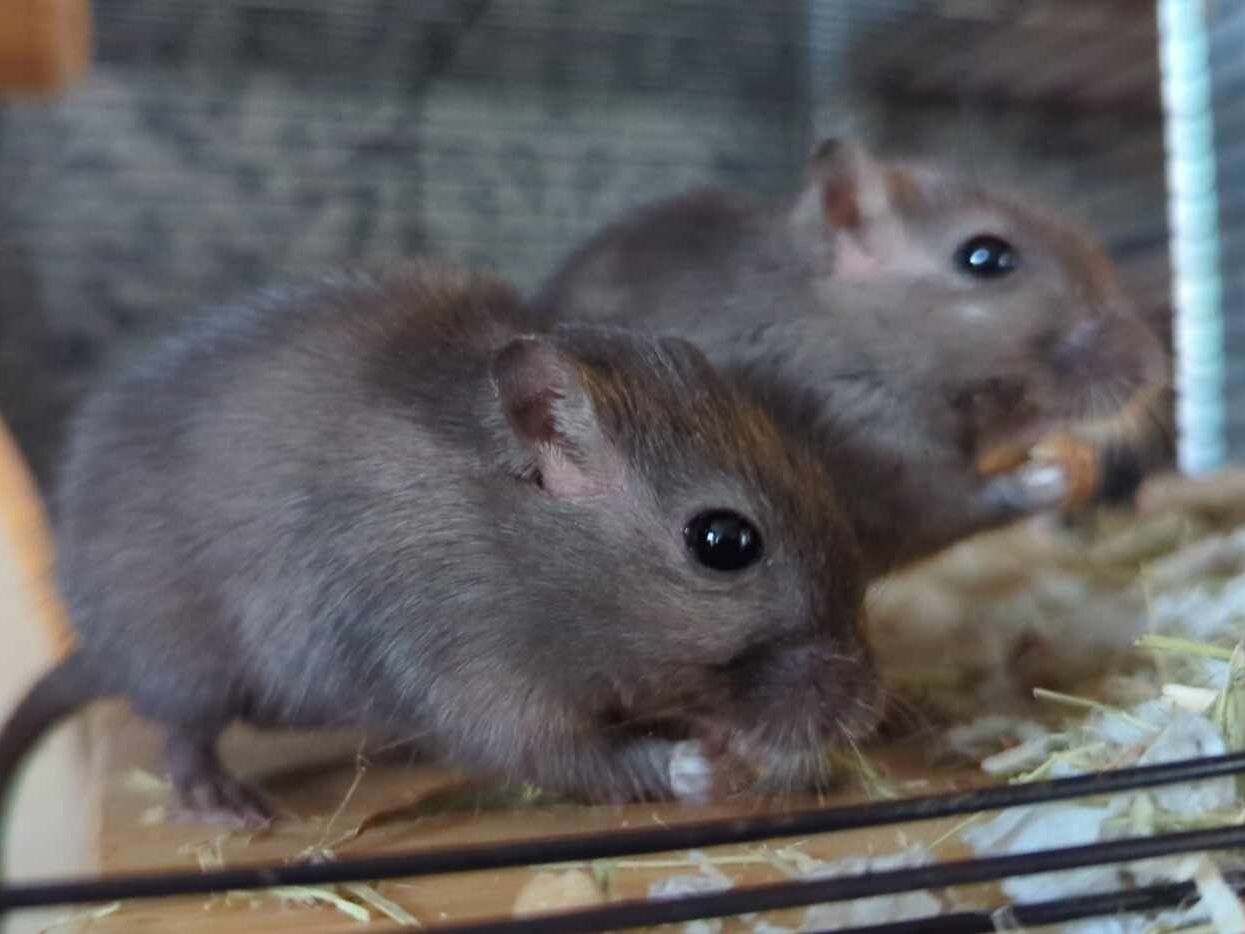 ELAINE & JANICE - GERBILS