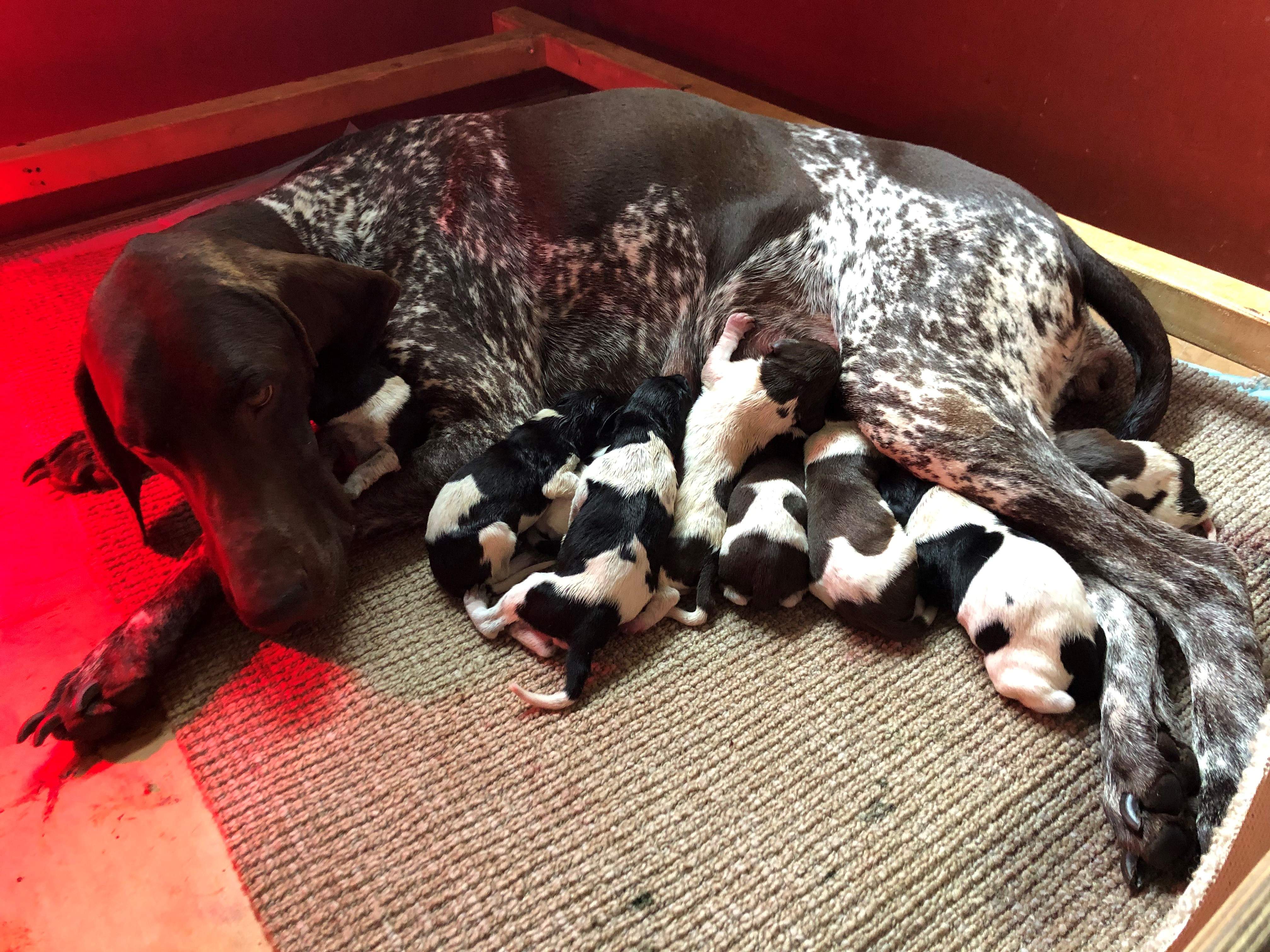Pups geboren!