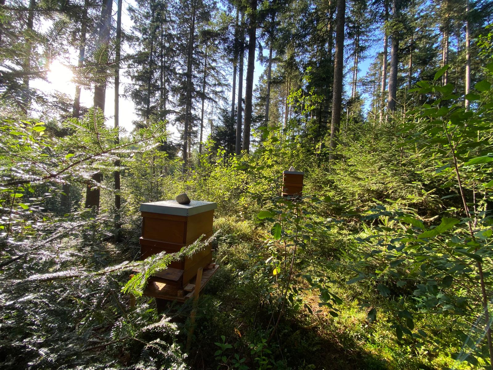 Bienenstand der Waldibiene Imkerei im Bayerischen Wald
