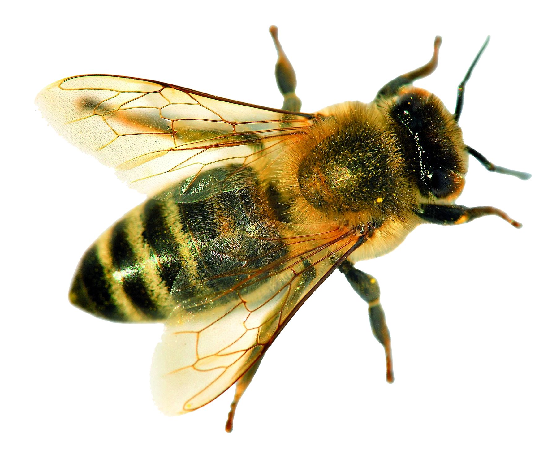 Bio Bienenwachstücher und Honig, regional und 100% natürlich Hergestellt in der Schweiz.