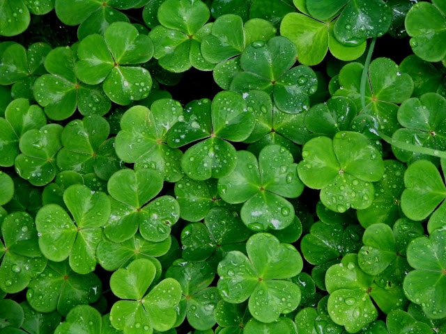 shamrockjpg