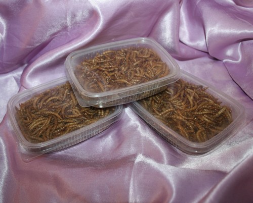 gedroogde meelwormen 20 gramjpg