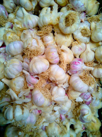 Mixed vars of garlic bulbs for eating  !