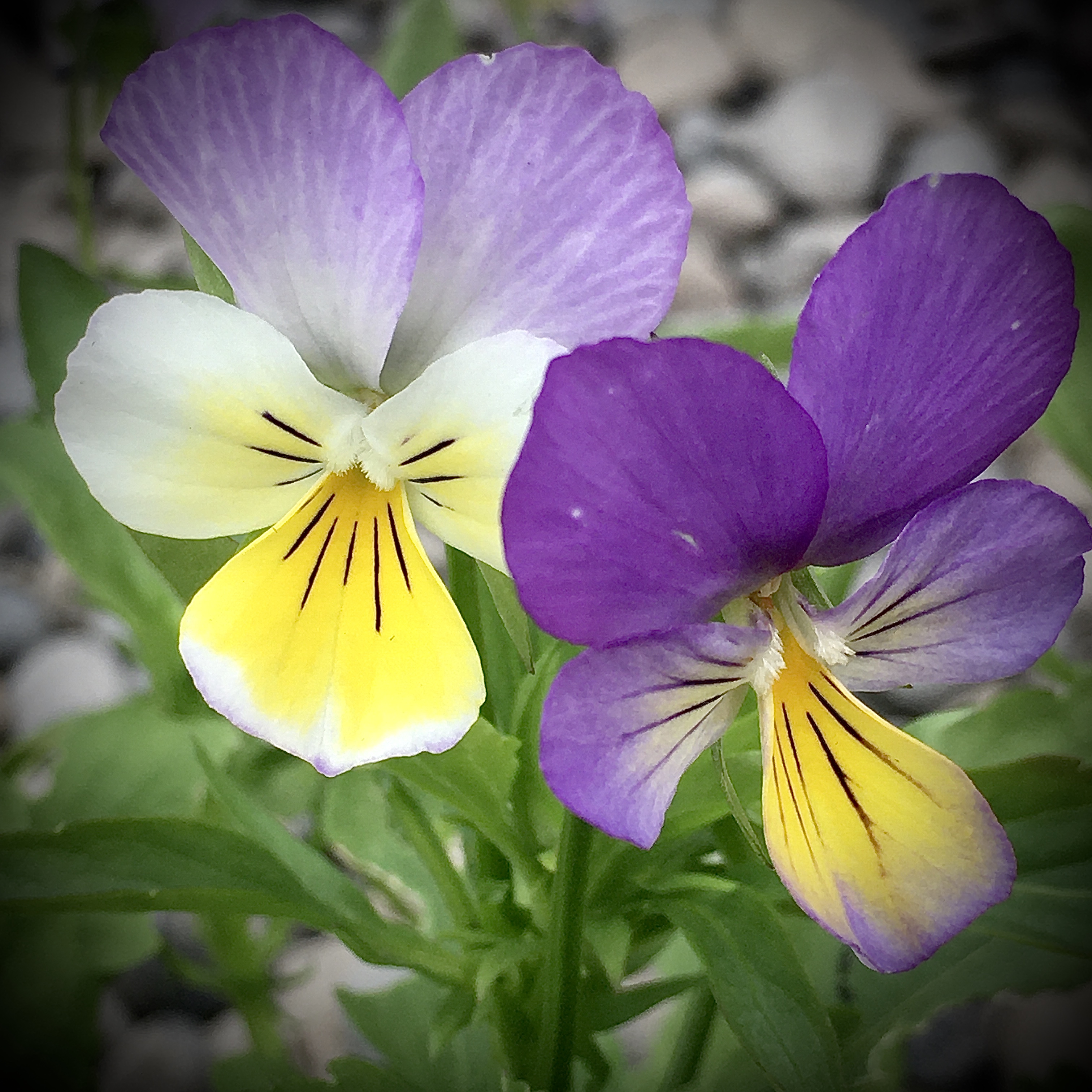 Viola tricolor  Seeds