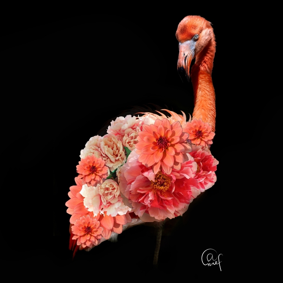 Flamingo Photoart (acrylglas 30x30)