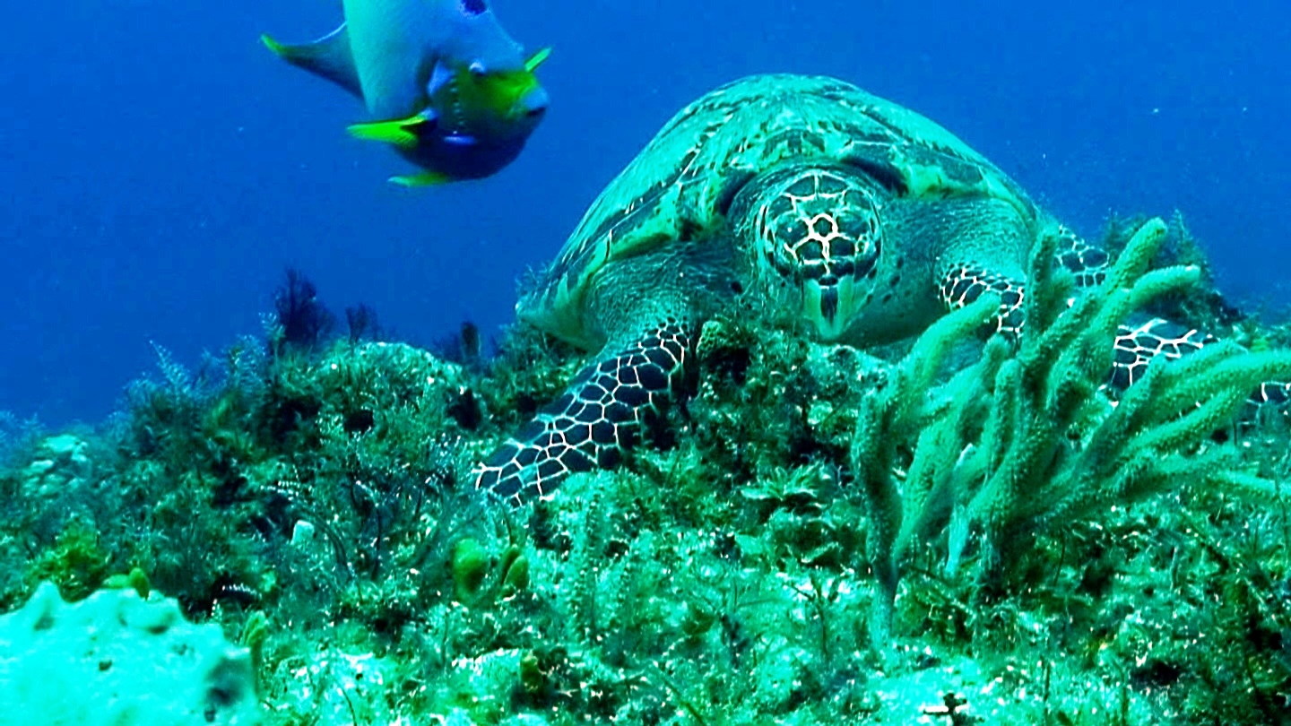 Studio Blue Cozumel Divers