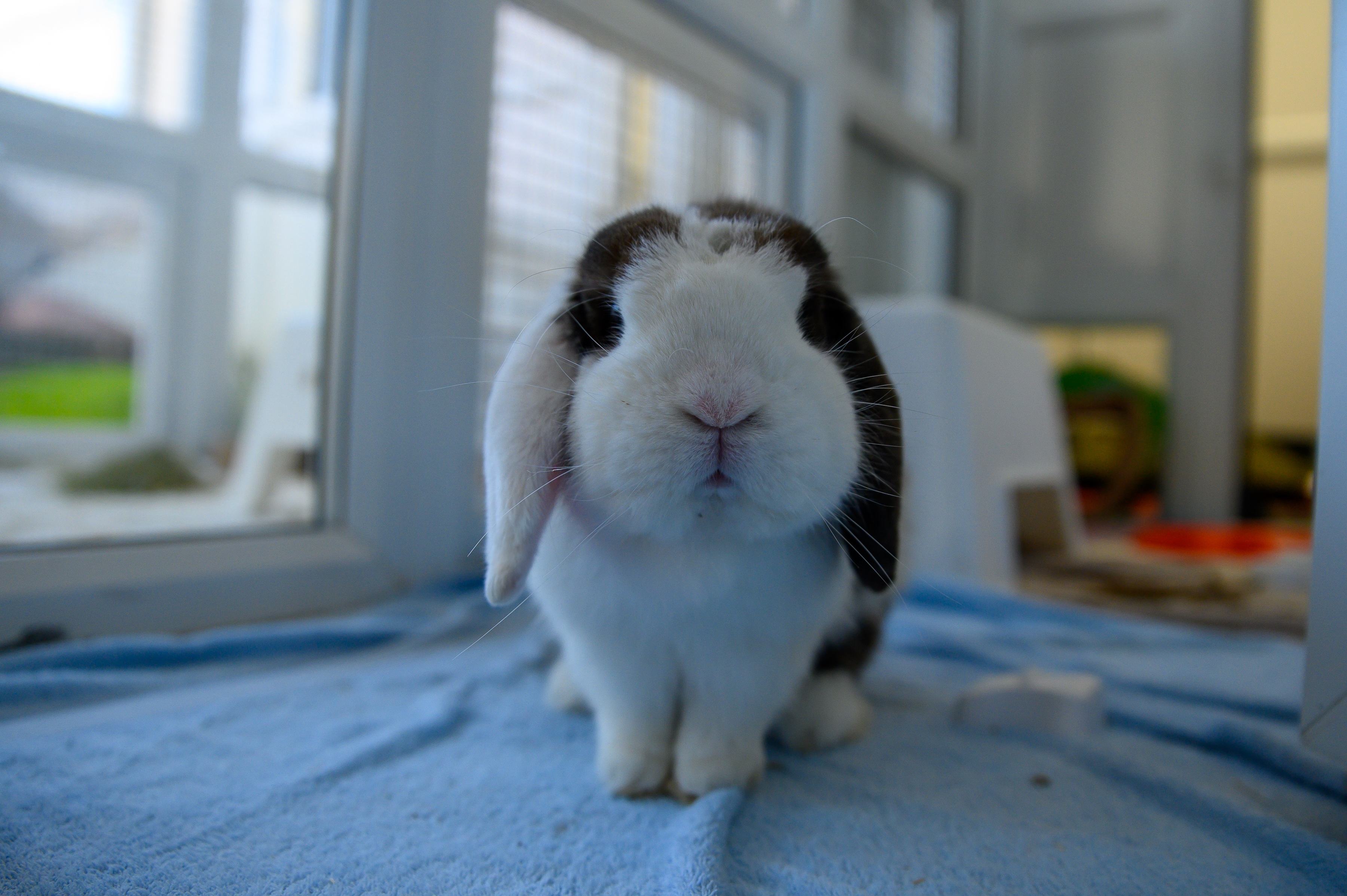 DUNCAN - MALE - LOP - 5 YEARS OLD