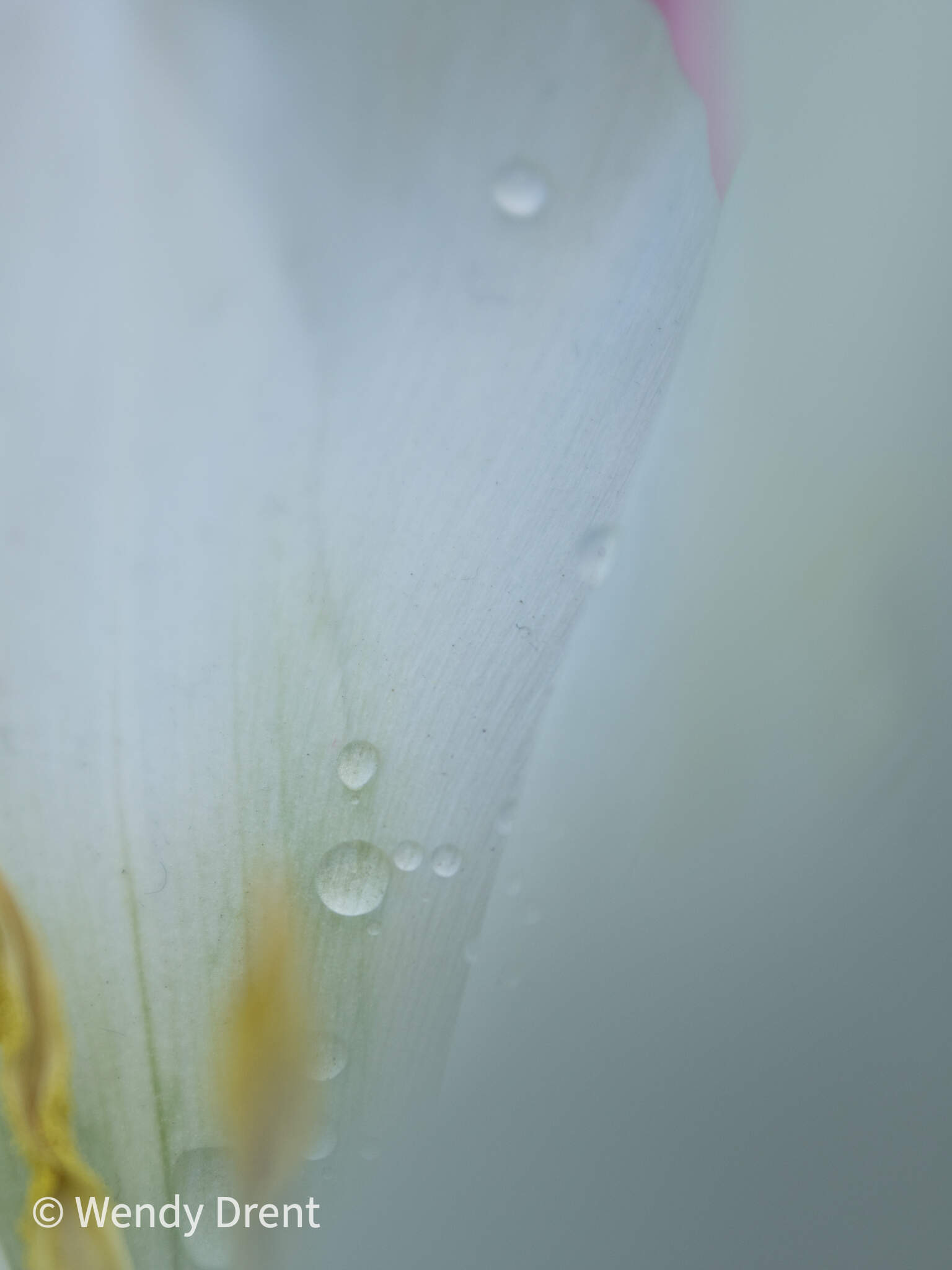 wendydrent, abstract, flower, lensbaby, macro, droplets, close-up, fineartphotography, nature, wendy drent,