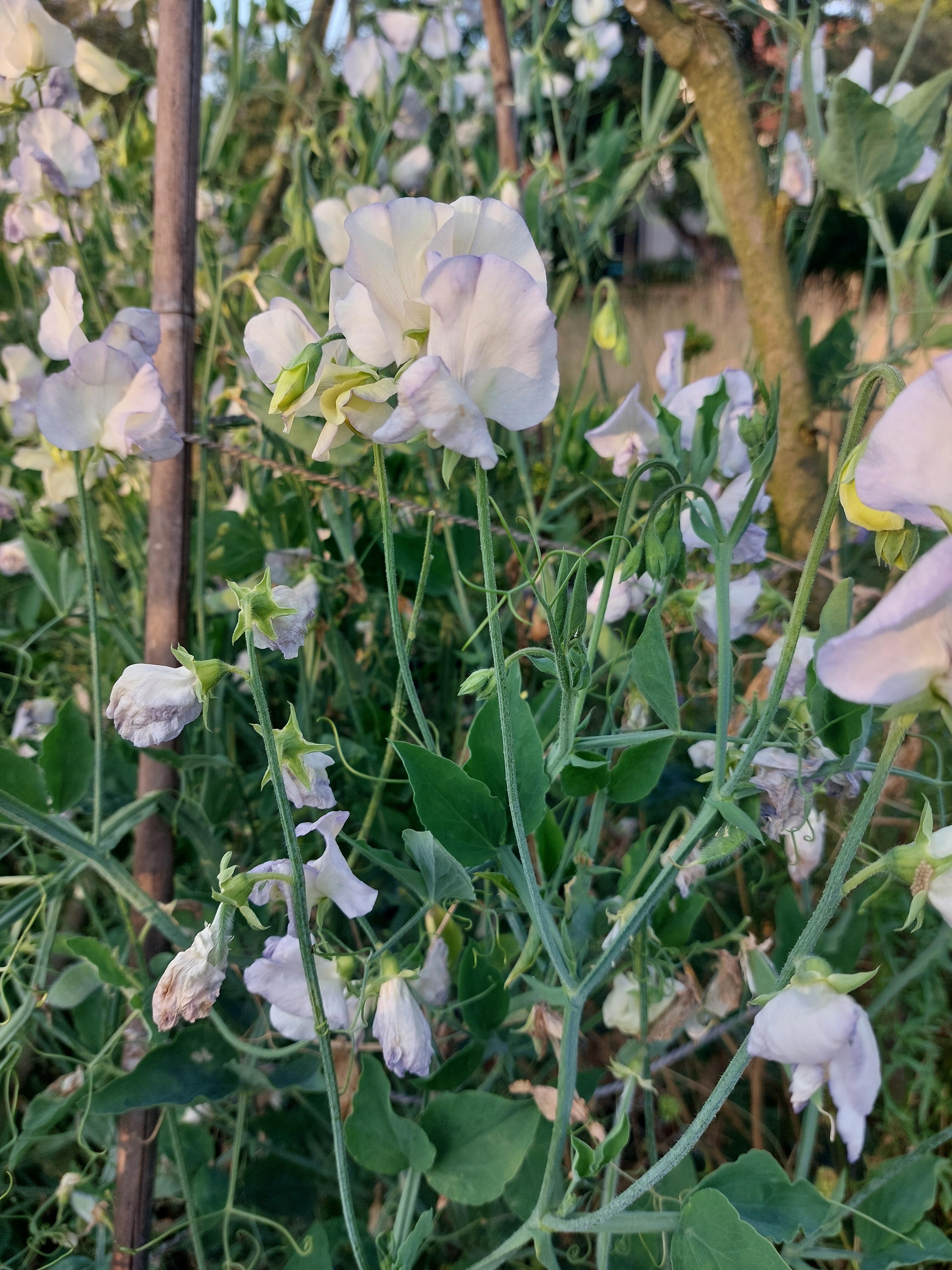 Lathyrus odoratus 'Spencer Old Times' - siererwt NIEUW