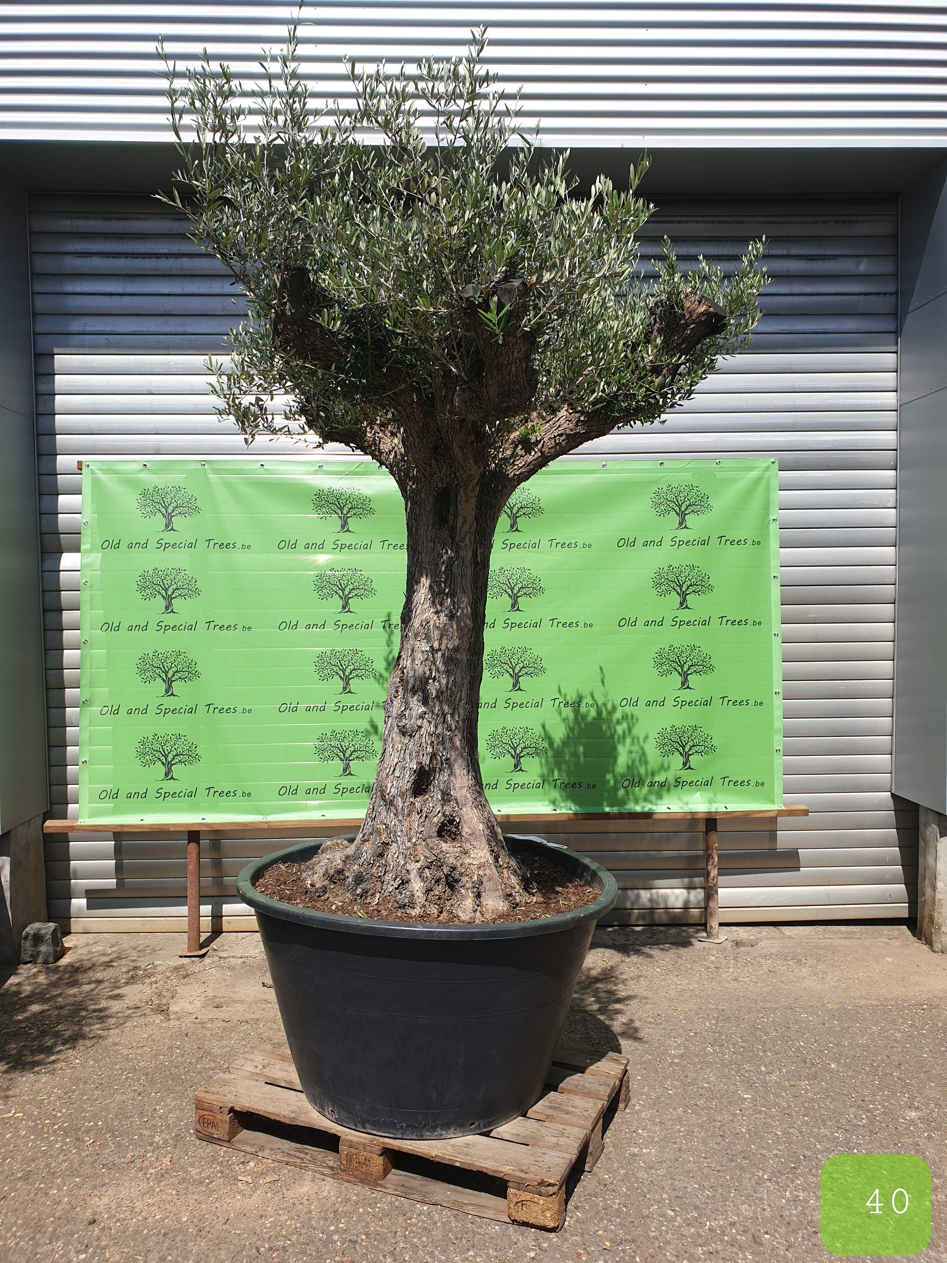 olijfbomenspecialist, olijfboom verzorgen, olijfboom planten, mediterrane tuin, zuiderse tuin, plant een olijfboom, honderjarige olijfboom, 100 jarige olijfboom