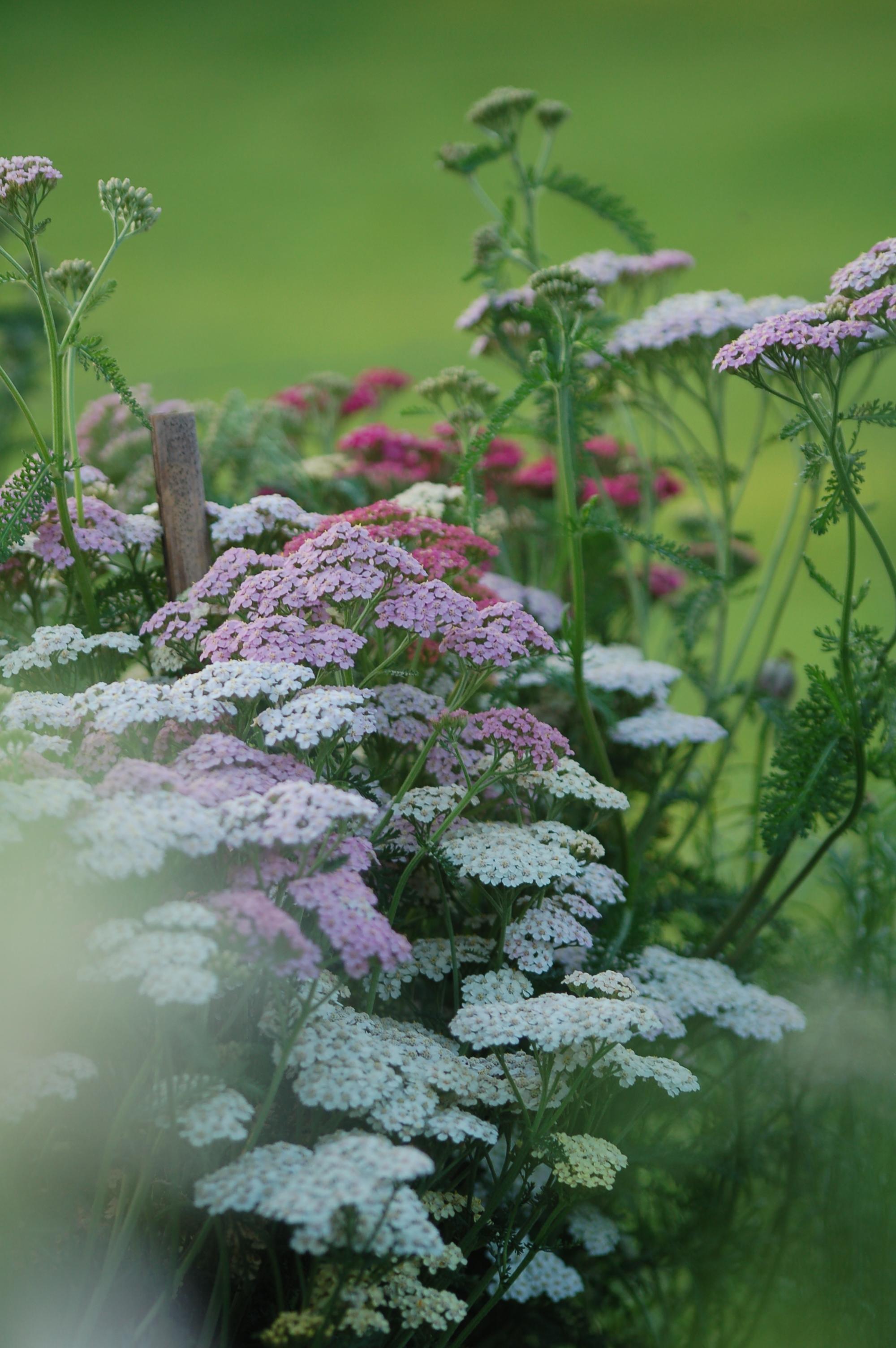 Achillea millefolium 'Summer Pastels' - Duizendblad NIEUW