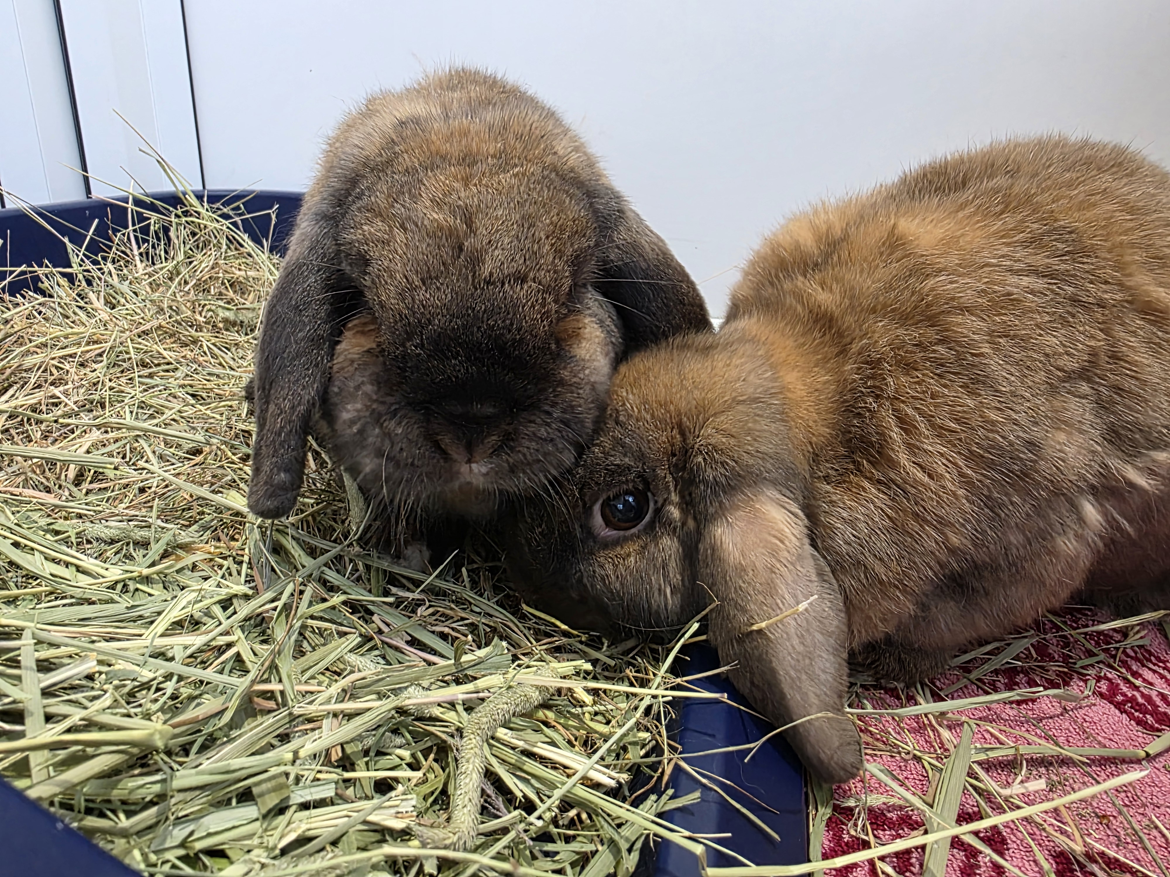 Bricohe Bun & Bao Bun — photo 5