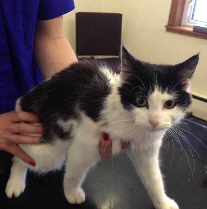 Young black and white cat atthe vets for its vaccinations