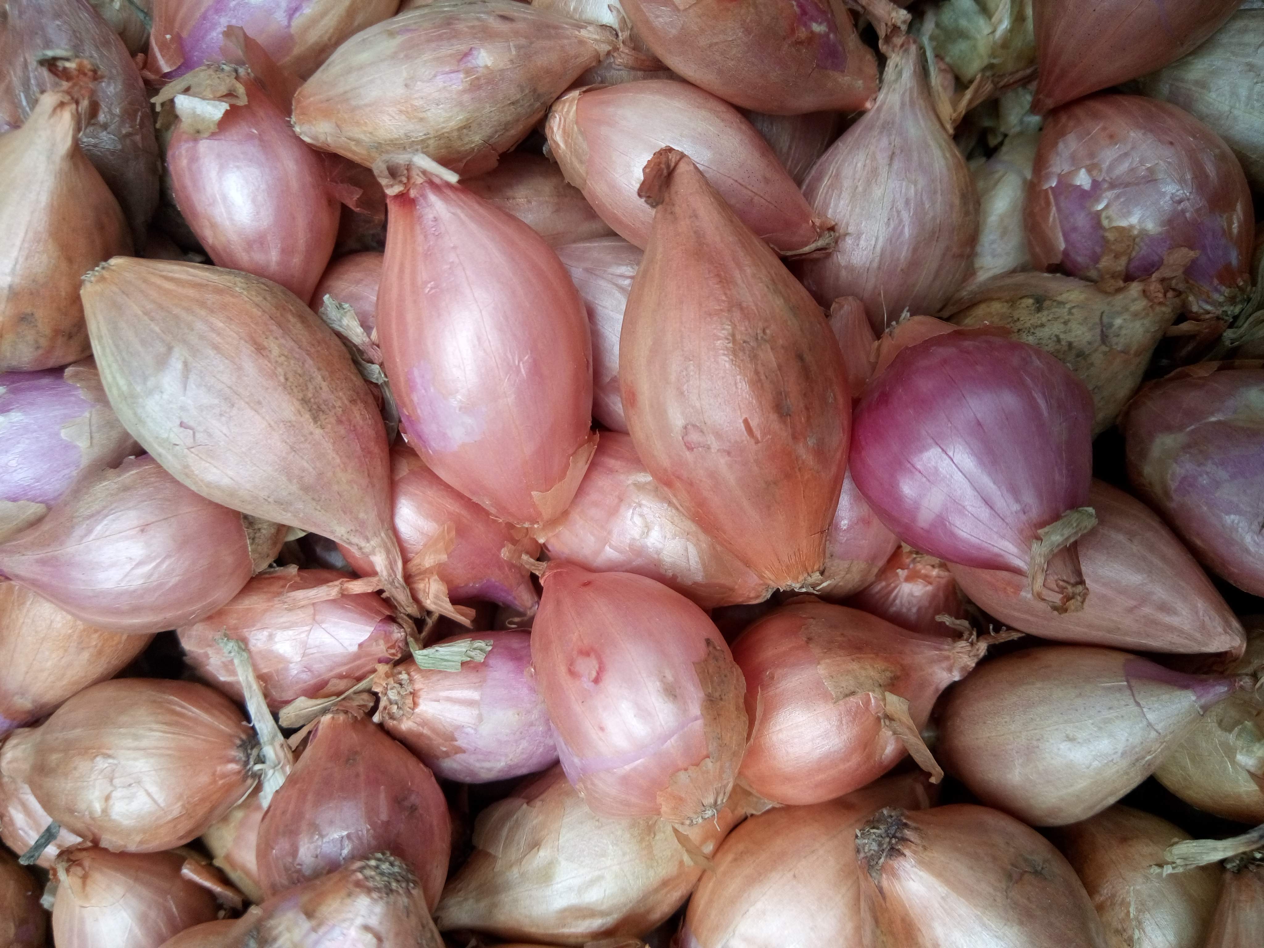 ONION SETS Roscoff type - currently unavailable, see description