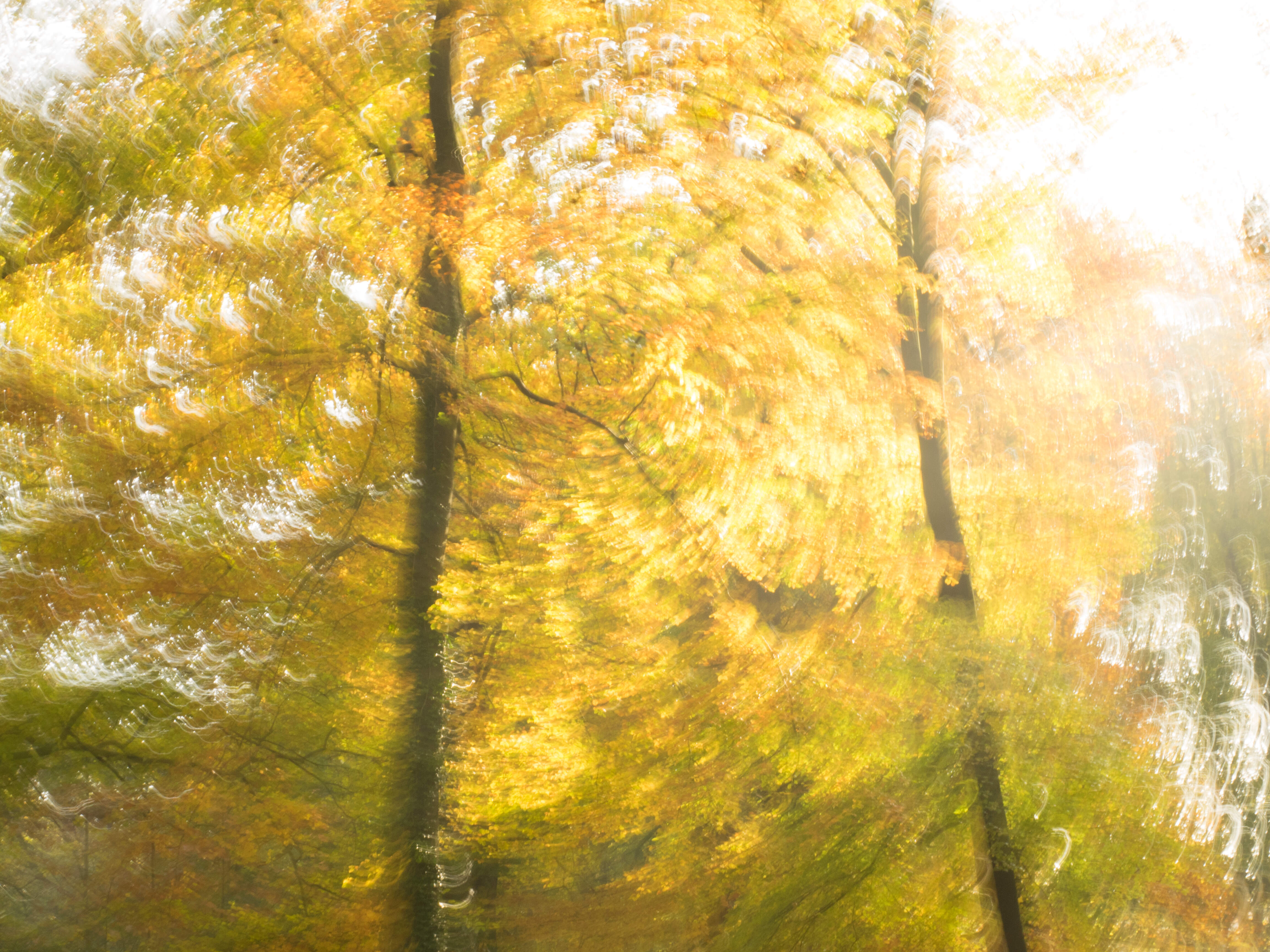 autumn, wendy drent, forest, trees, zoomblur, abstract photography, olympus, limburg, leudal, bos, painting with light