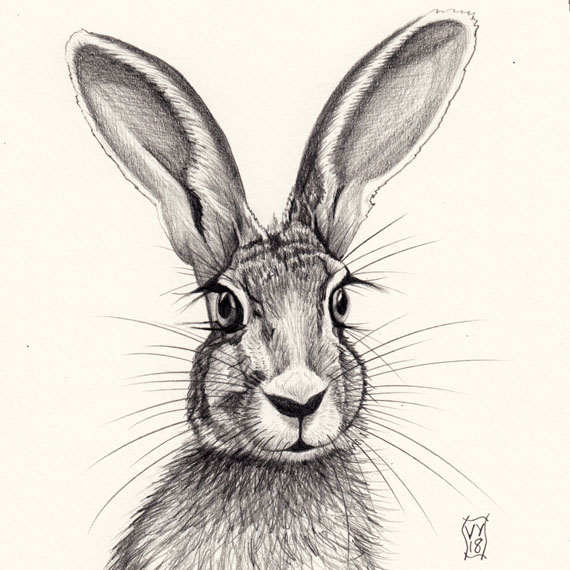 Hare with Eyelashes pencil